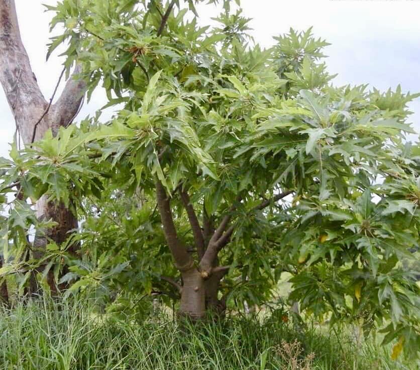 4 years old - Oak Leaf Papaya (Vasconcellea quercifolia) - 1 potted plant / 1 getopfte Pflanze