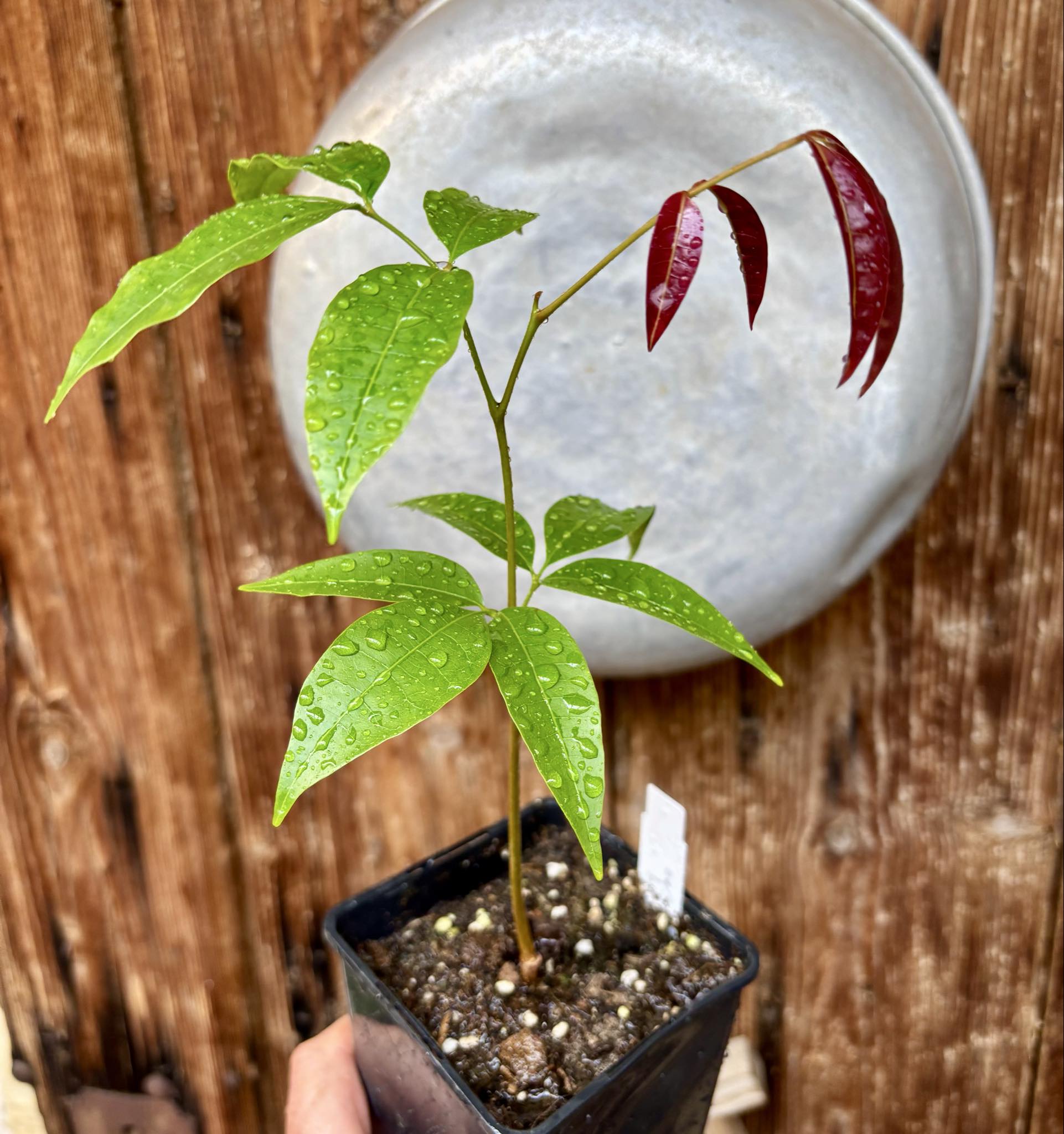 Talisia cerasina - 1 potted seedling / 1 getopfter Sämling
