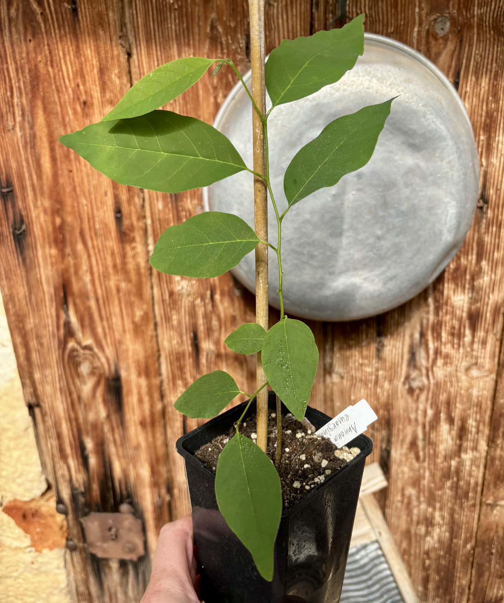 Annona emarginata - 1 potted plant / 1 getopfte Pflanze 