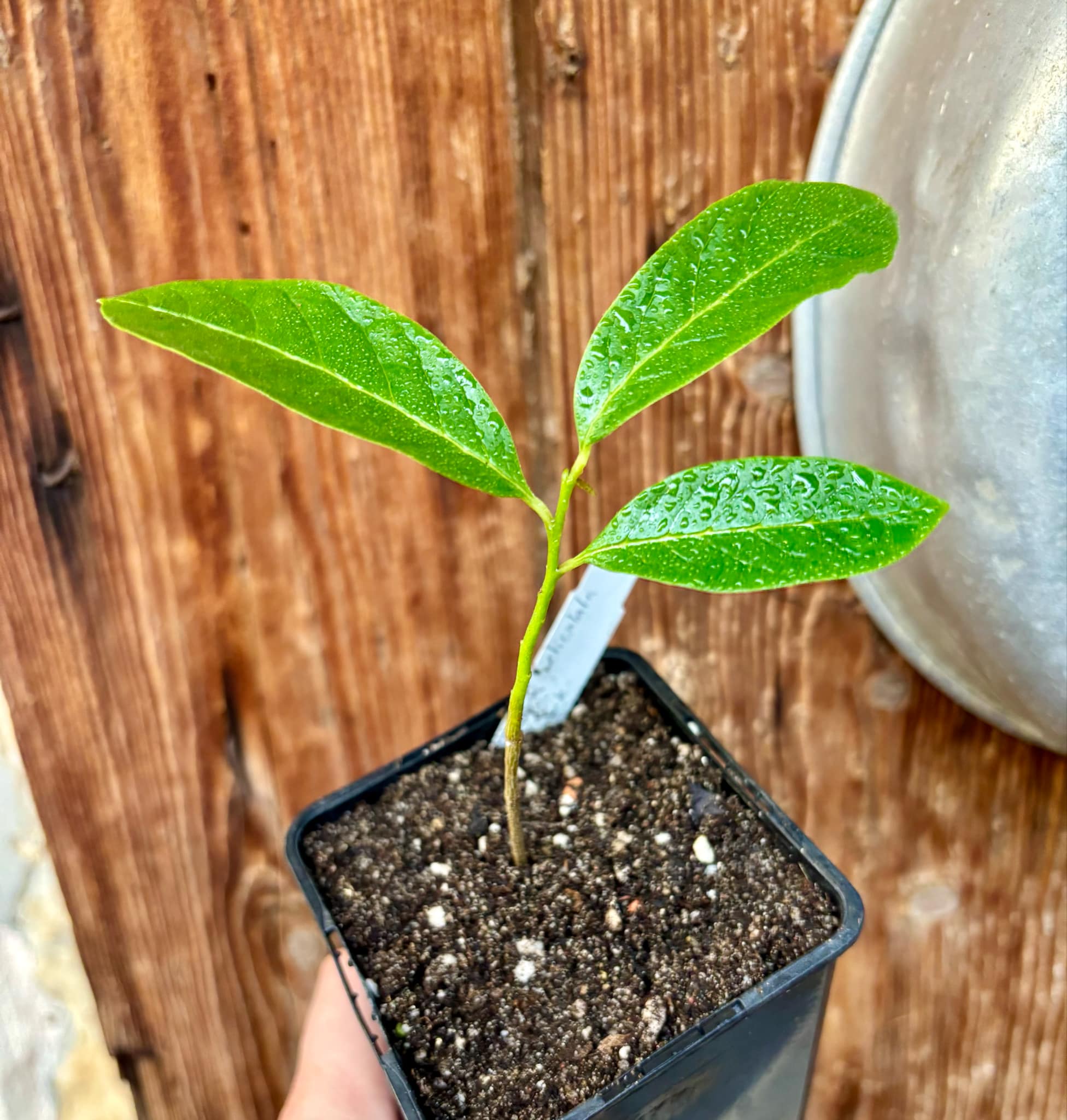 Annona reticulata big pink-red variety - 1 potted plant / 1 getopfte Pflanze