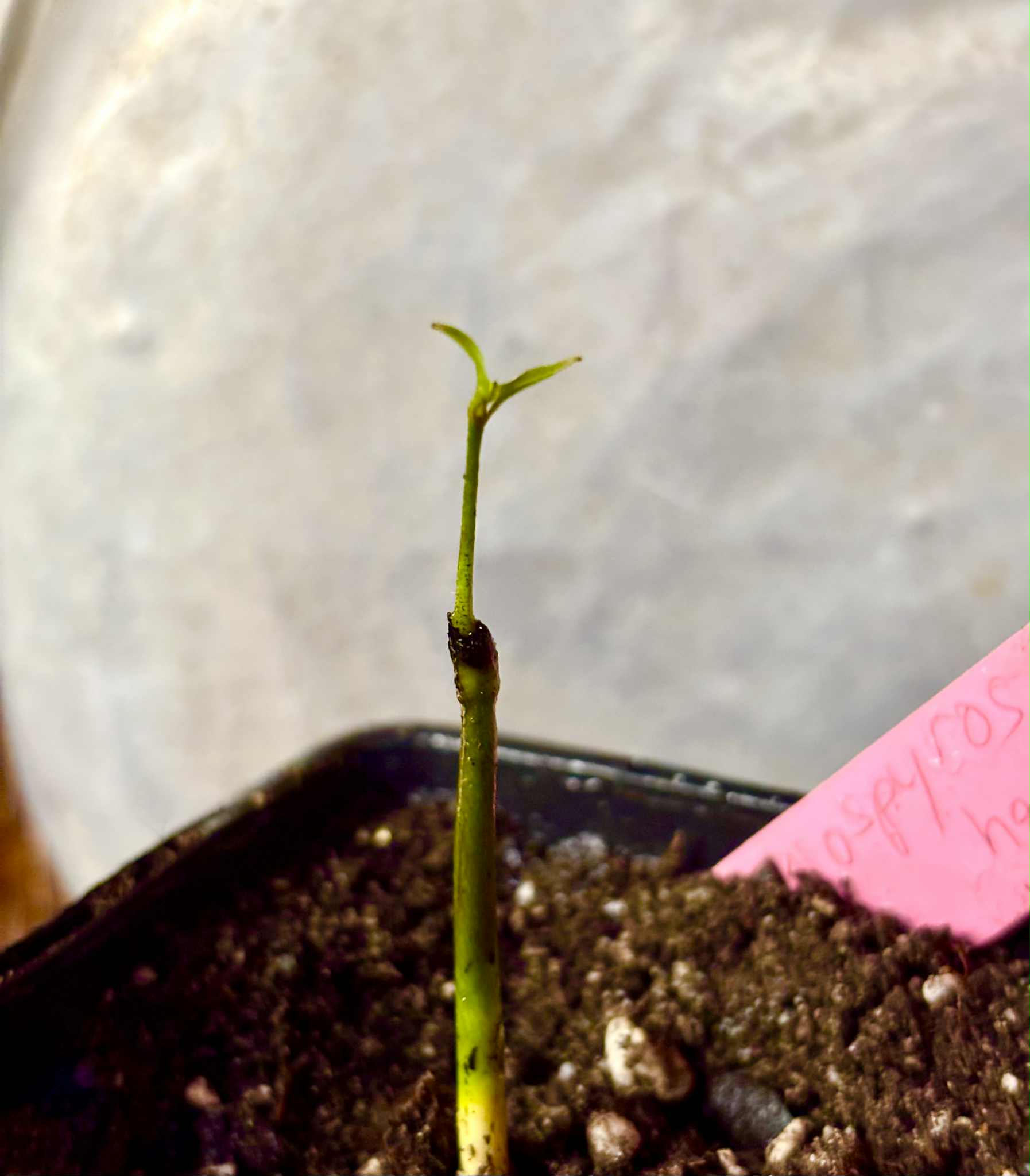 Diospyros hasseltii -  1 potted seedling / 1 getopfter Sämling