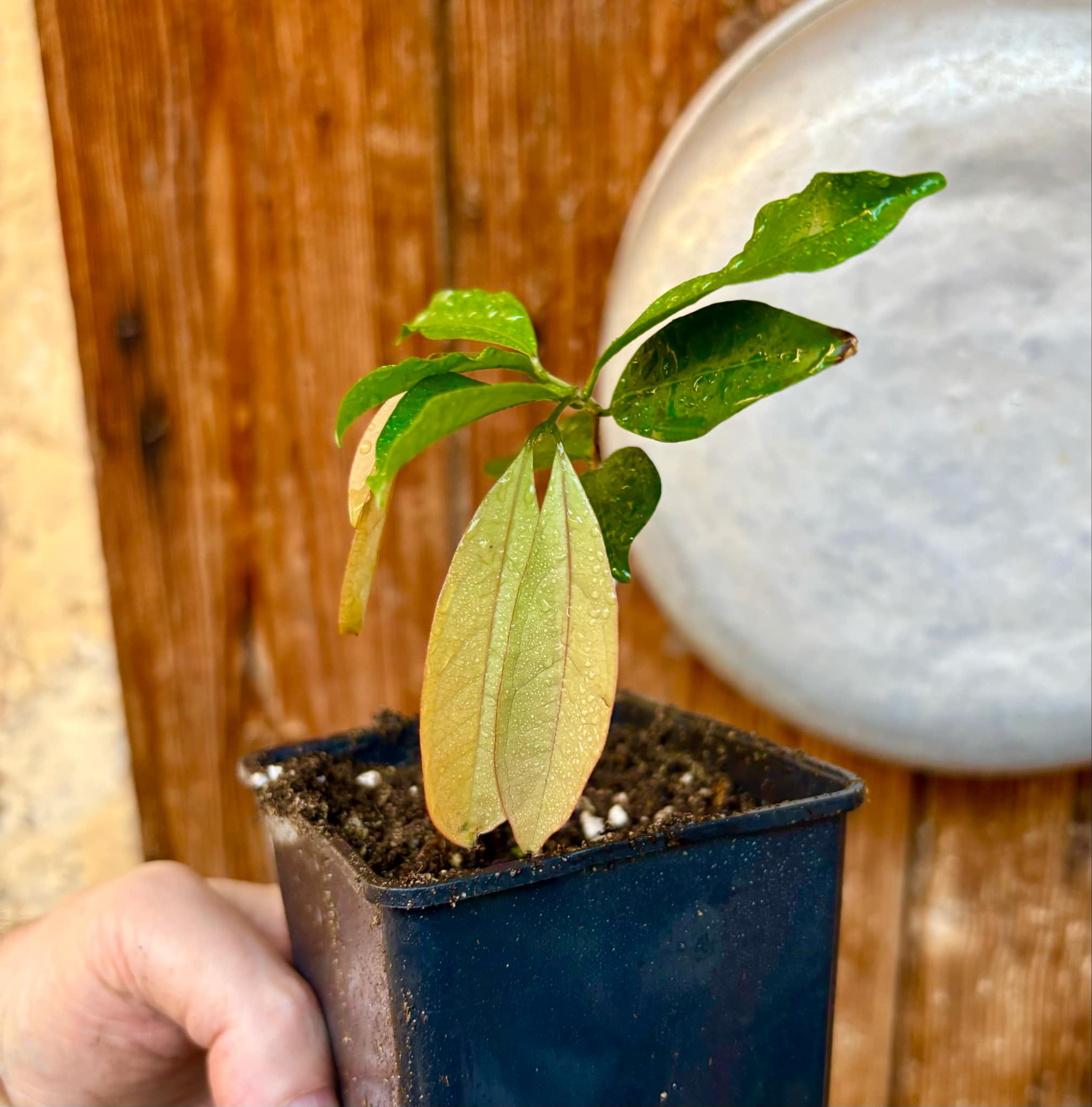 Eugenia florida - 1 potted plant / 1 getopfte Pflanze