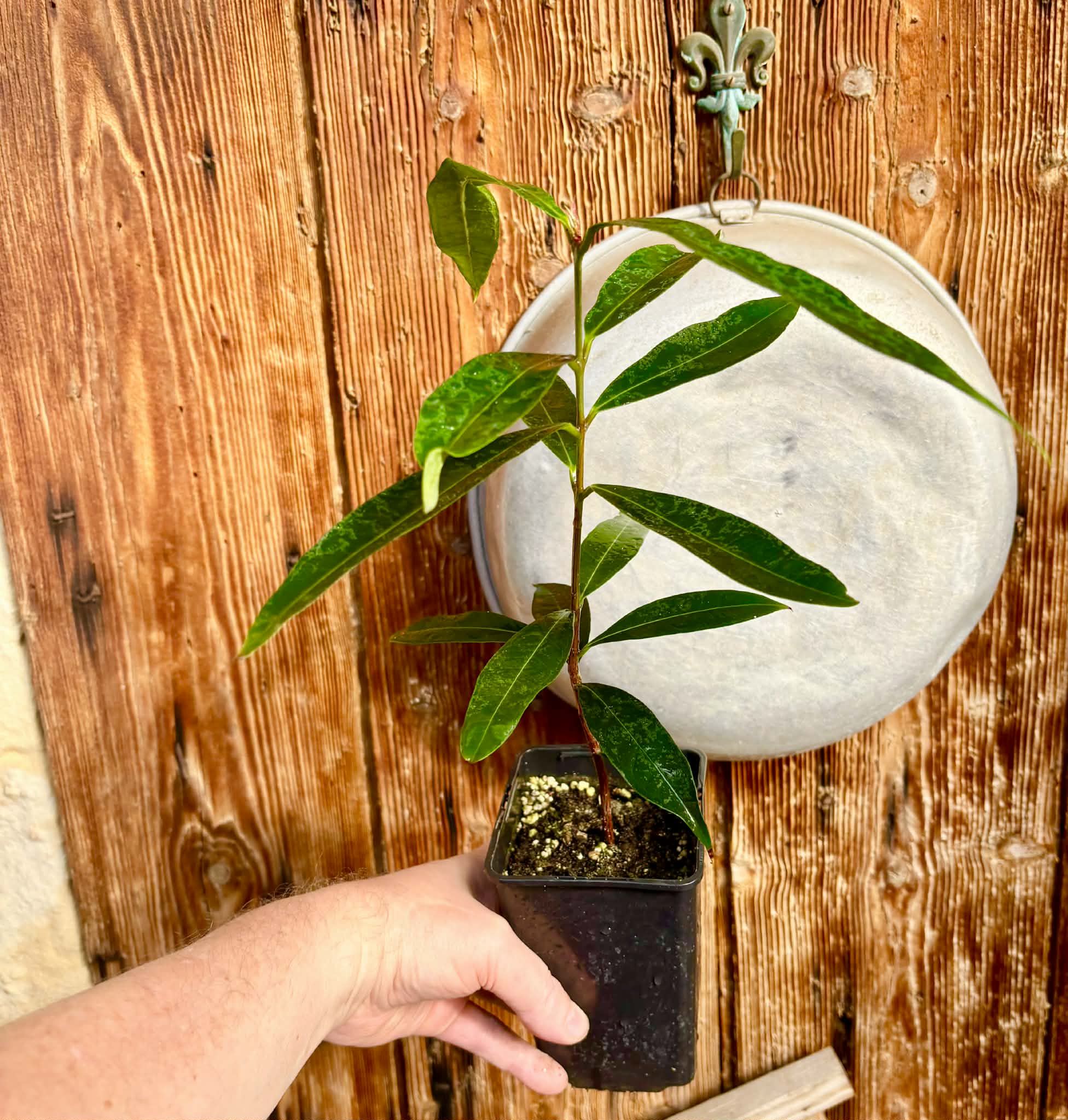 Eugenia sp Jambo da Mata -  1  potted seedling / 1 getopfter Sämling