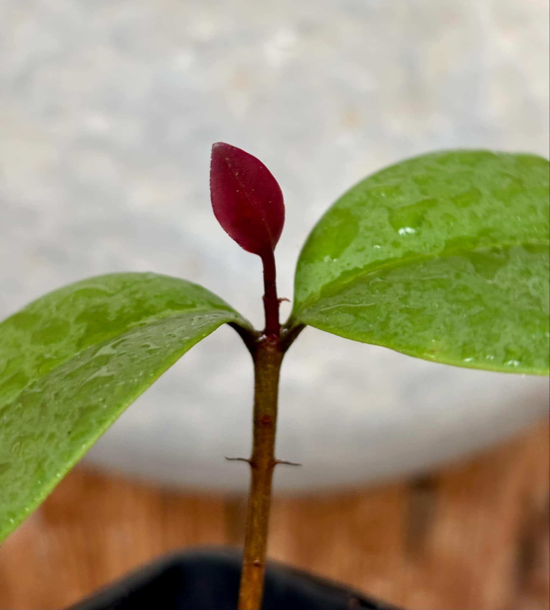 Eugenia sp Unana -  1 small potted seedling / 1 kleiner getopfter Sämling