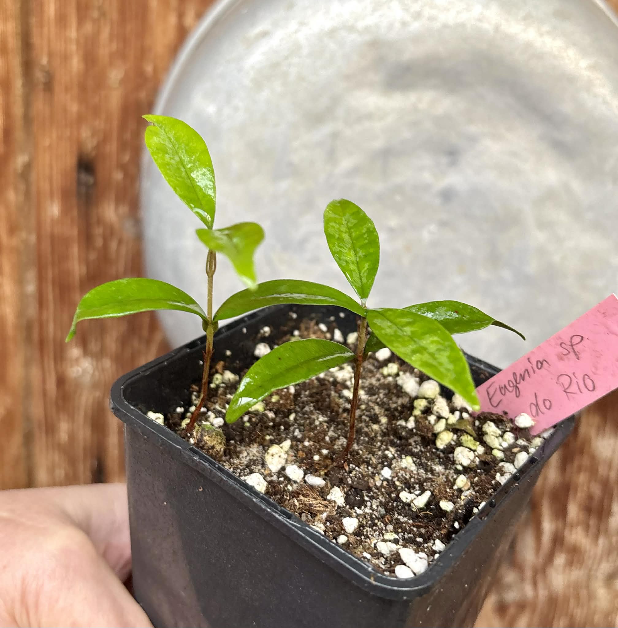 2 in 1 pot - Eugenia sp Roxa do Rio - 2 seedlings in one pot / 2 Sämlinge in einem Topf
