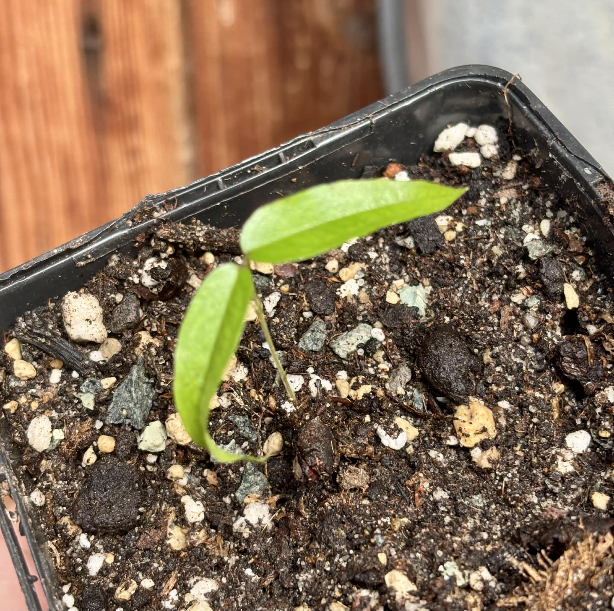 Yellow Guaburiti (Plinia rivularis var. flava) - 1 potted seedling / 1 getopfter Sämling
