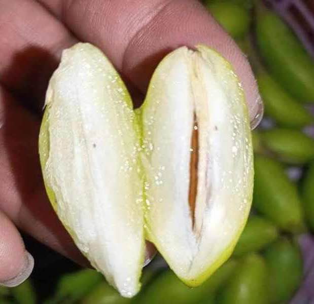 Madhuca thorelii - Mak Dauy Fruit -   1 germinated seed / 1 gekeimter Samen