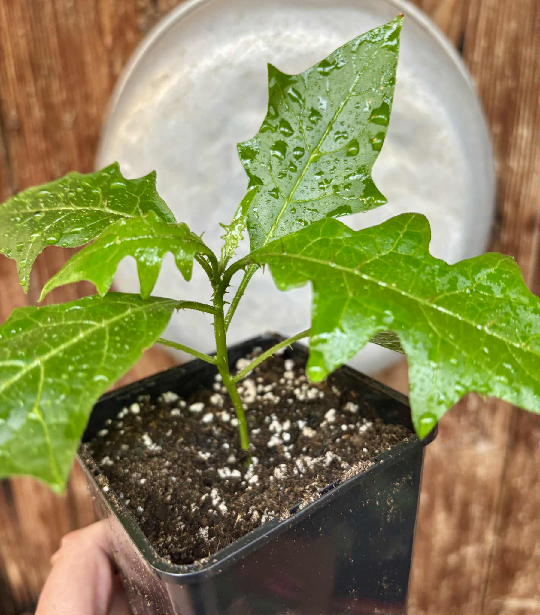 Juá do Jequitinhonha (Solanum schizandrum) - 1 potted seedling / 1 getopfter Sämling