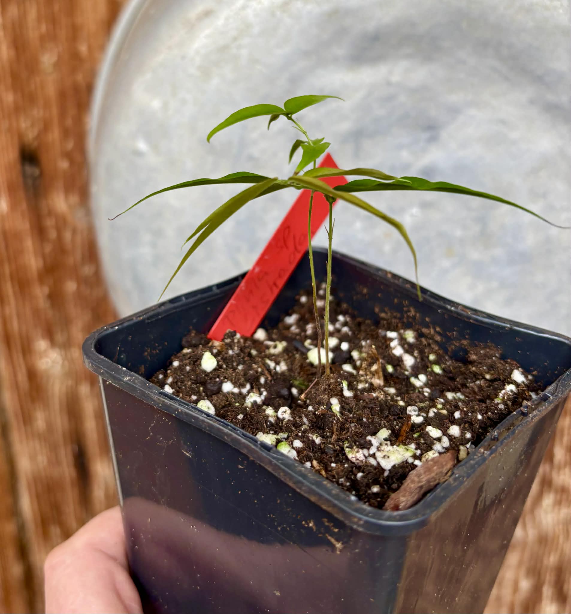 Plinia sp. Listrada - 1 potted seedling / 1 getopfter Sämling