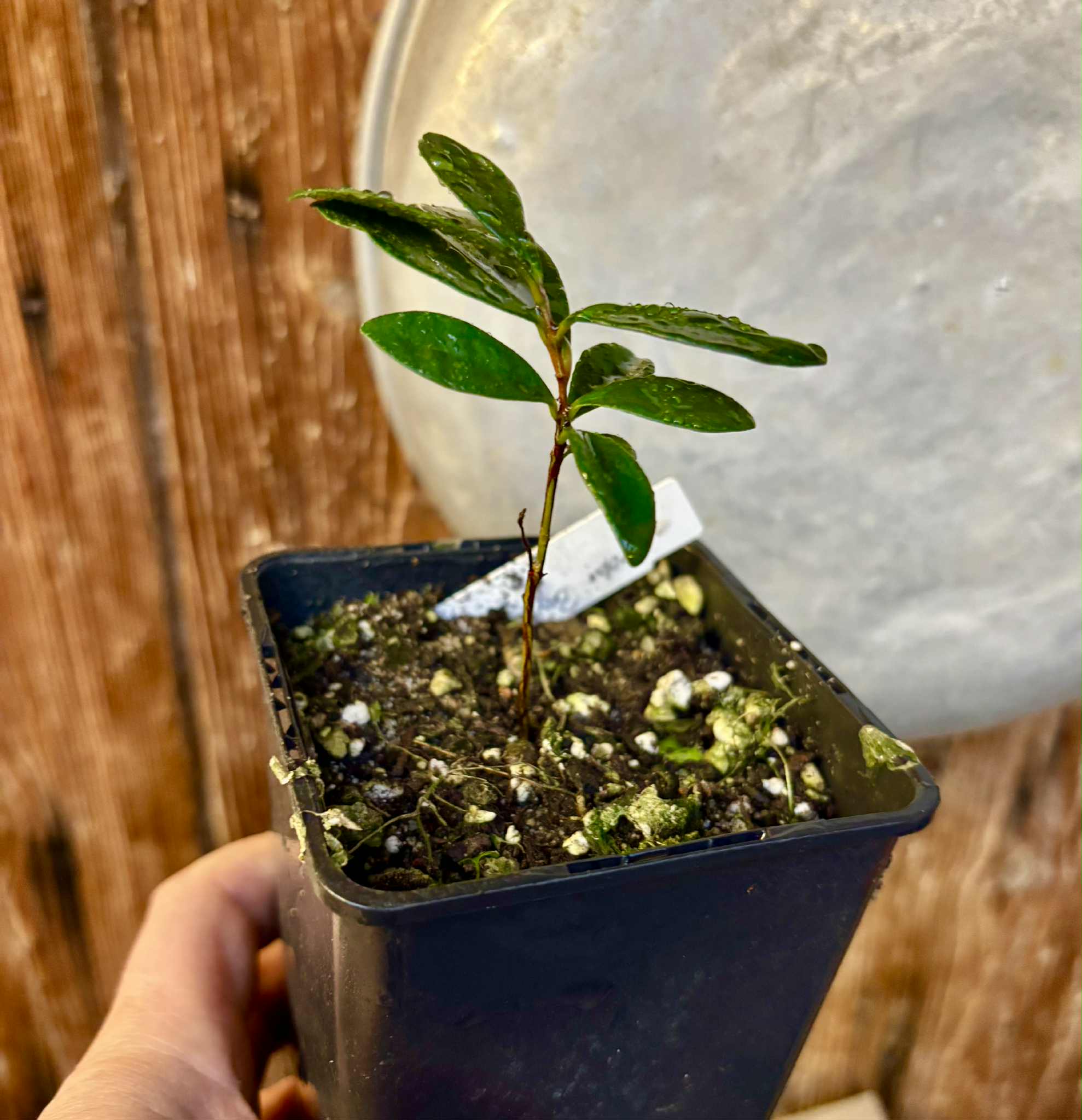Eugenia reinwardtiana - Cedarbay Cherry -  1 potted seedling / 1 getopfter Sämling