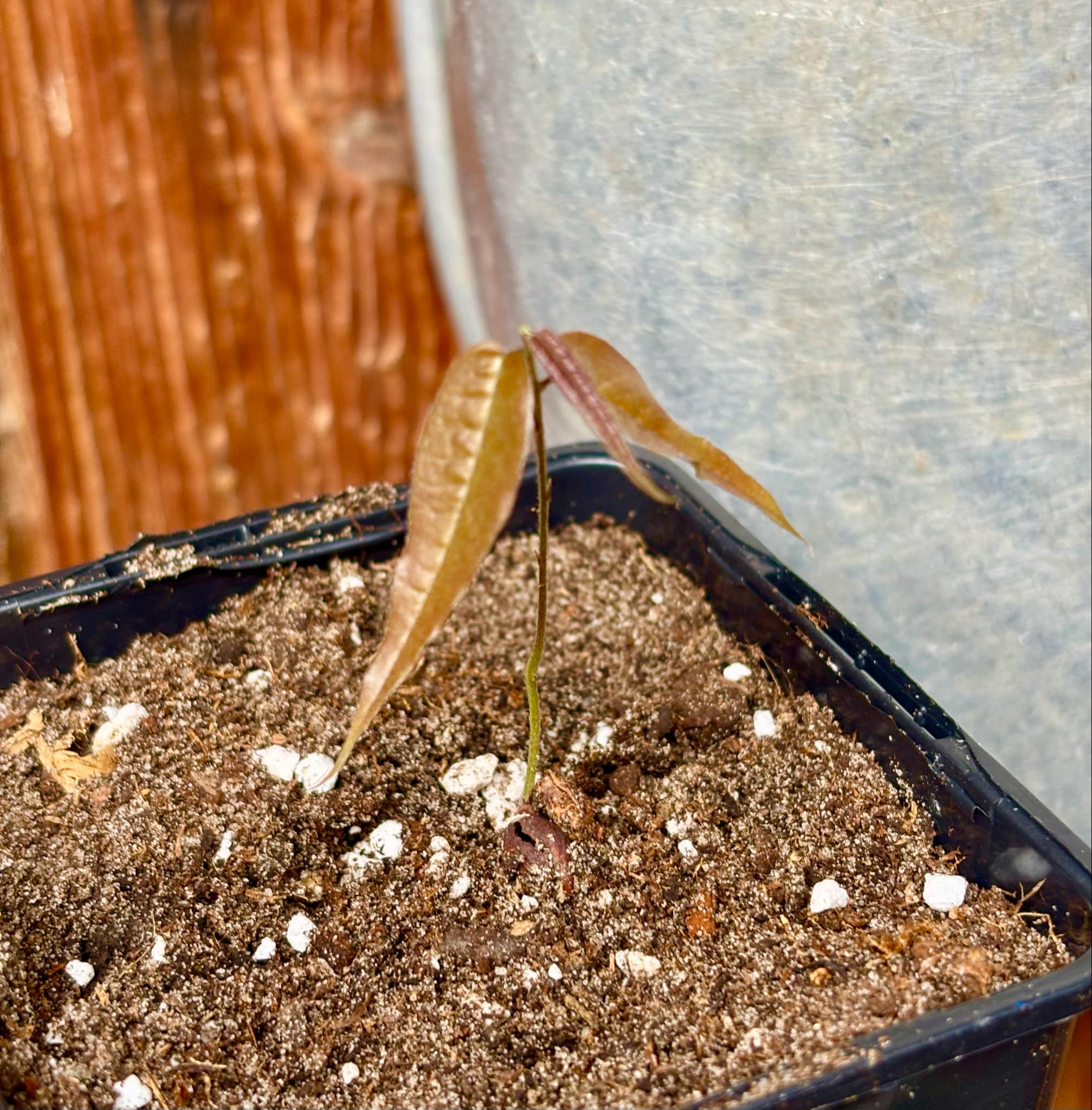 Plinia sp Dandara -  1 small potted seedling / 1 kleiner, getopfter Sämling