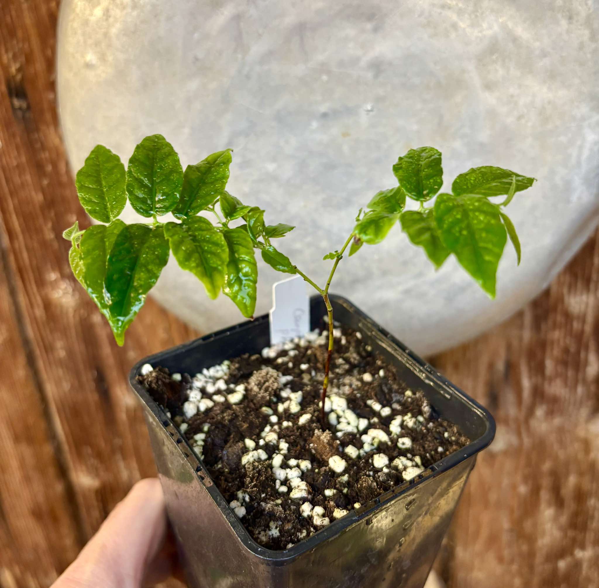 Campomanesia phaea - Flying Saucer Fruit - Cambuci  - 1  potted plant / 1 getopfte Pflanze