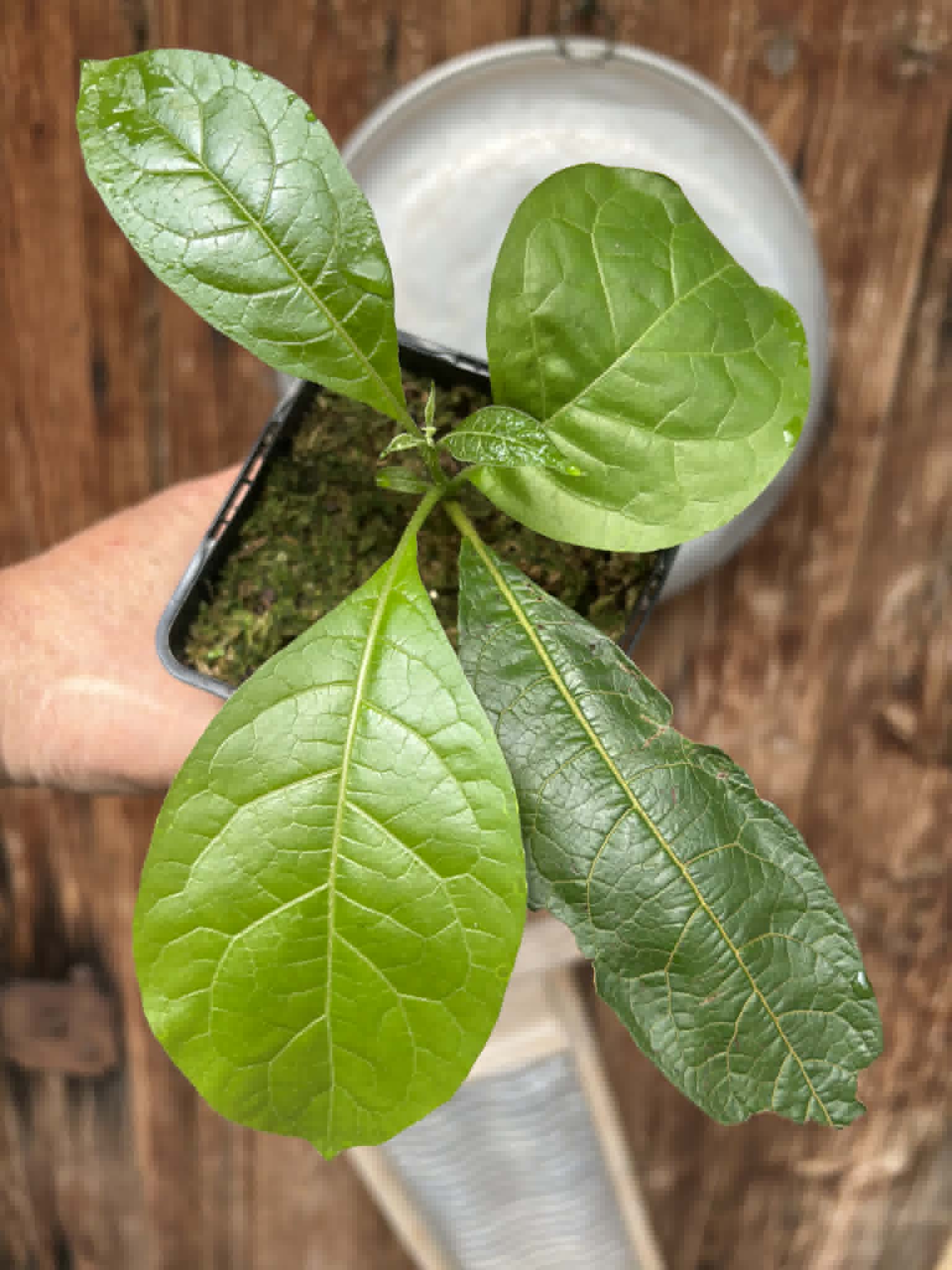 rooted cutting from adult plant - Juá do Jequitinhonha (Solanum schizandrum) - 1 potted plant / 1 getopfte Pflanze