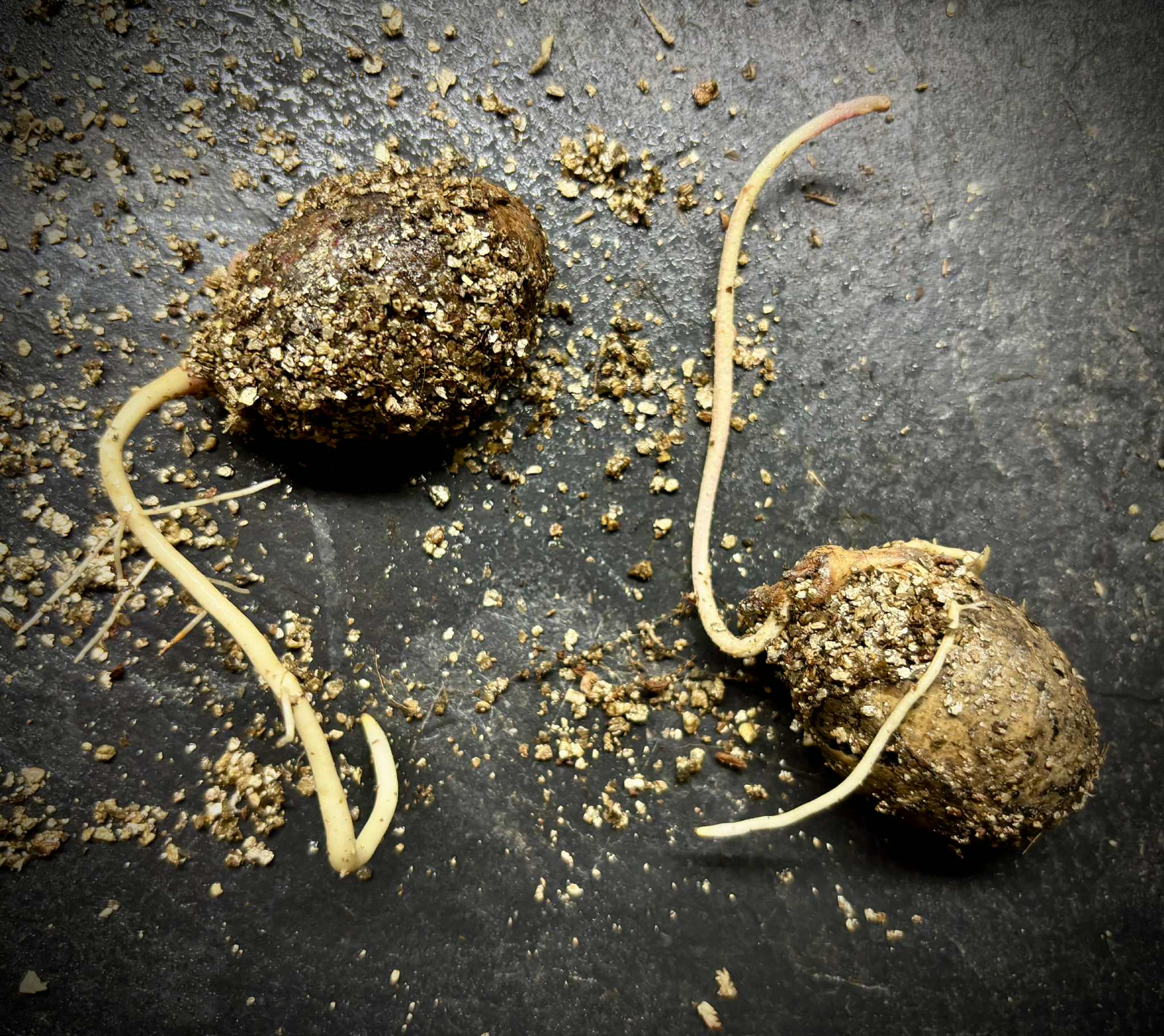 Pouteria glomerata - 1 germinated seed / 1 gekeimter Samen
