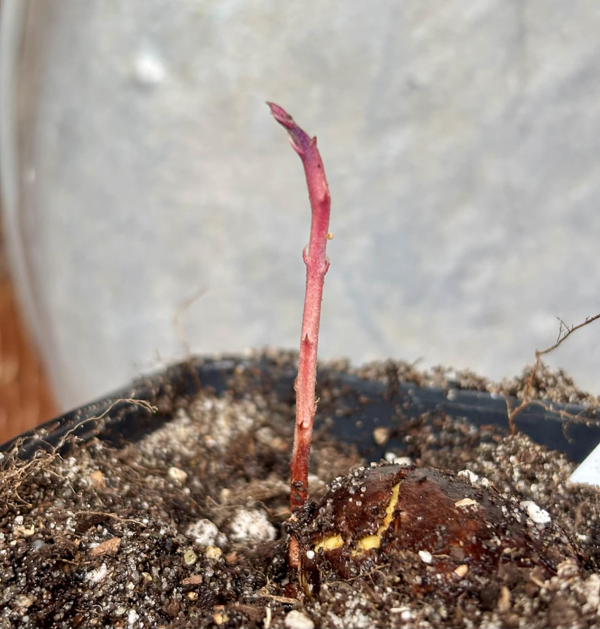 Eugenia sp Monitora - 1 potted seedling / 1 getopfter Sämling
