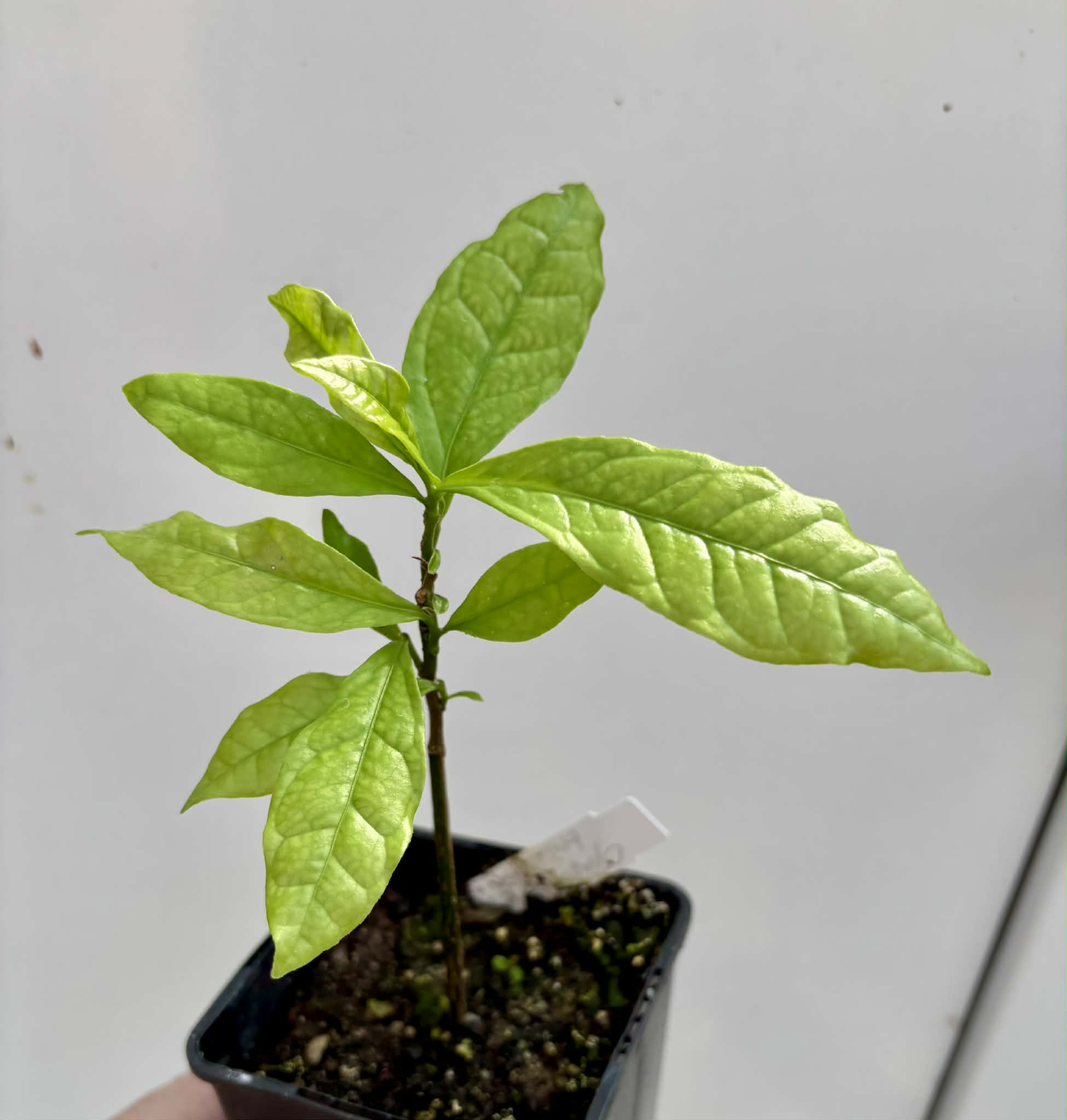 Cymbopetalum brasiliensis - 1 potted seedling / 1 getopfter Sämling
