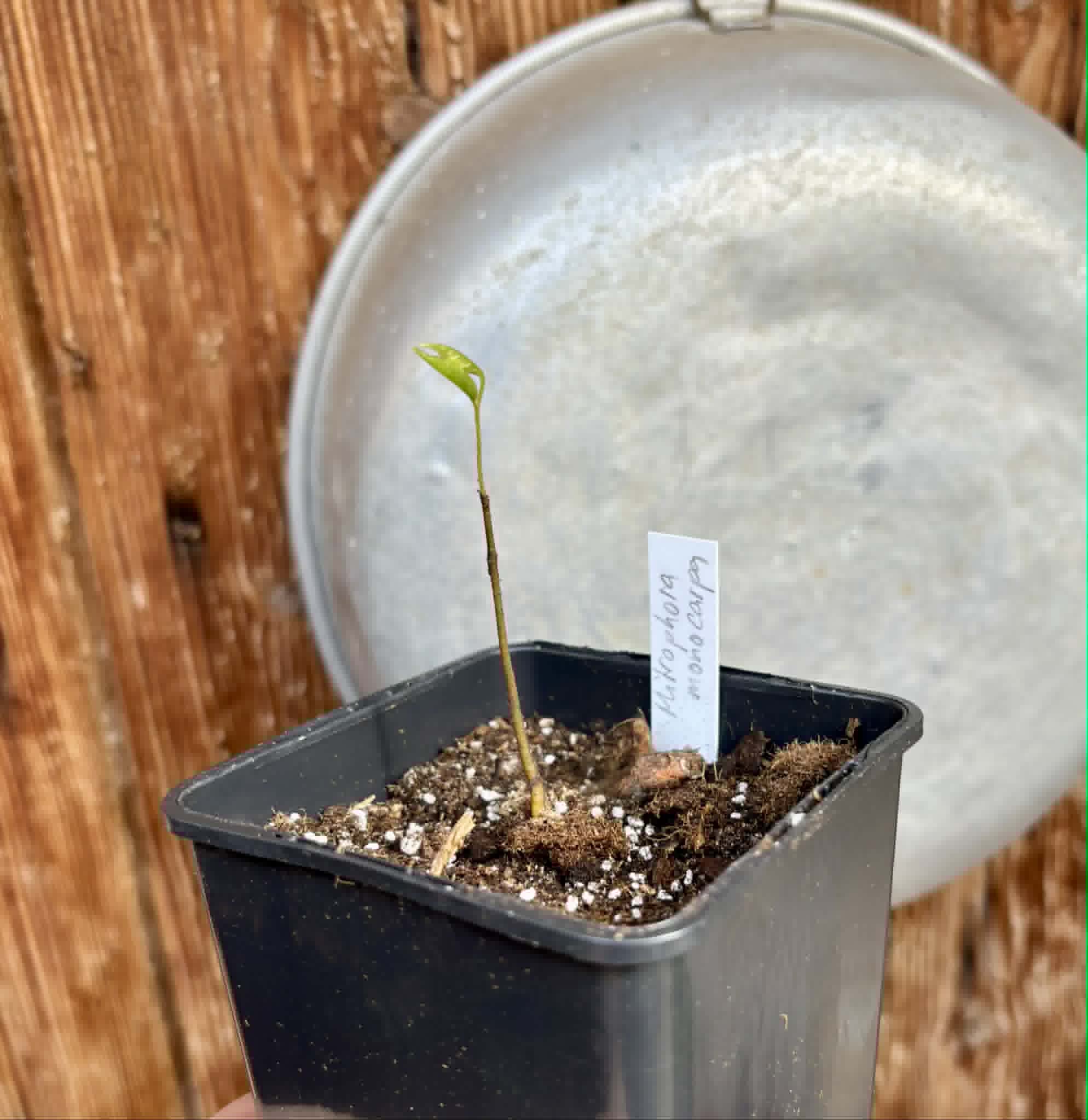 Phrom Phanom (Mitrophora monocarpa) - 1 potted seedling / 1 getopfter Sämling