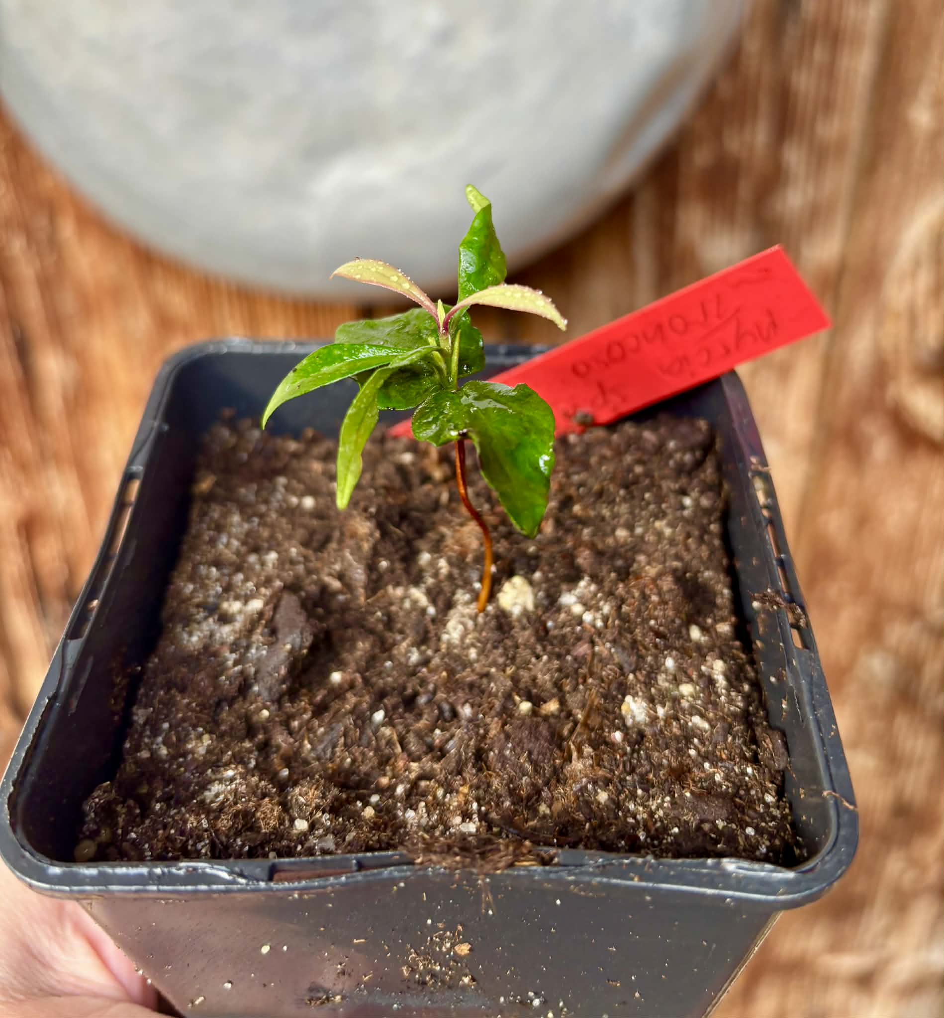 Myrcia sp Trancoso -  1 potted seedling / 1 getopfter Sämling