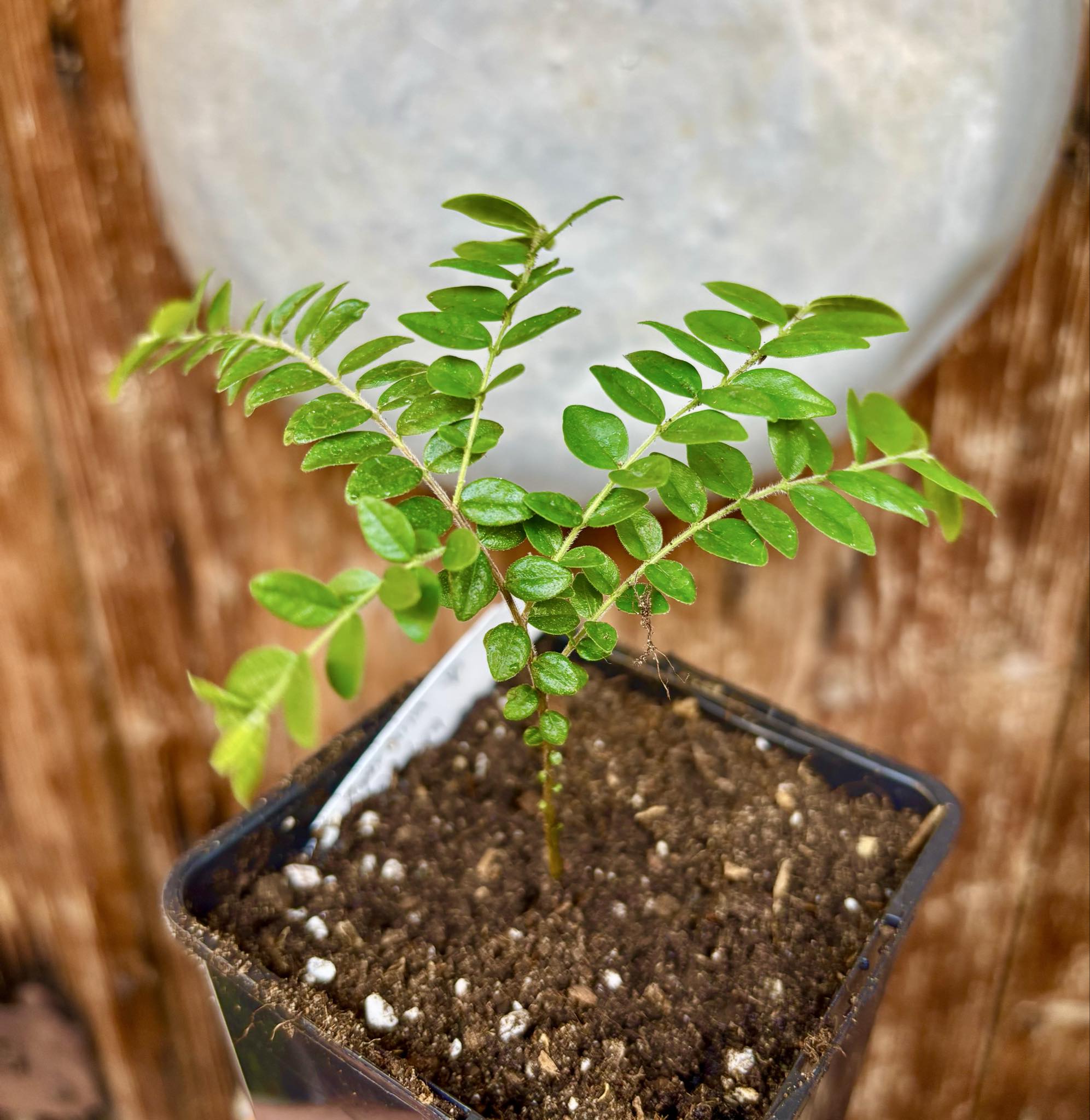 Myrciaria sp Pastora - 1 potted seedling / 1 getopfter Sämling