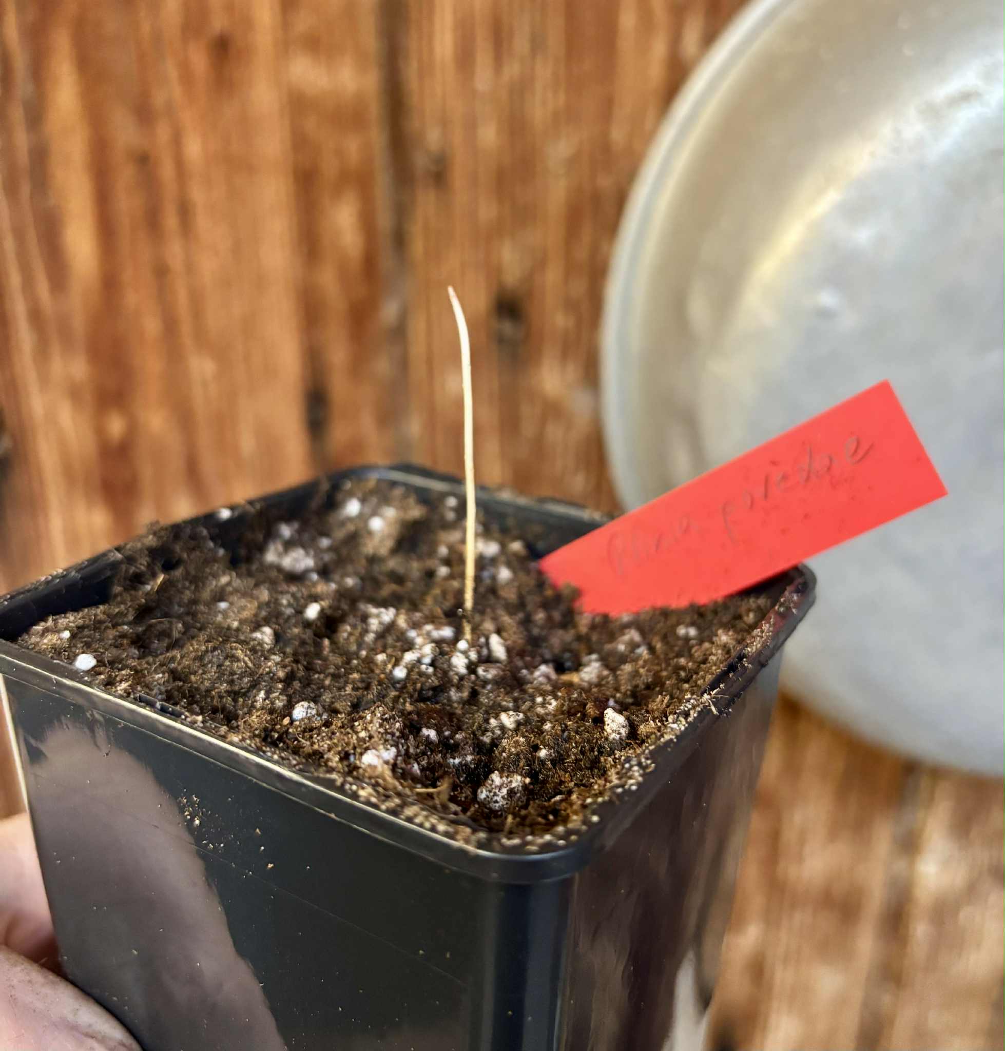 Plinia povedae - 1 potted seedling / 1 getopfter Sämling