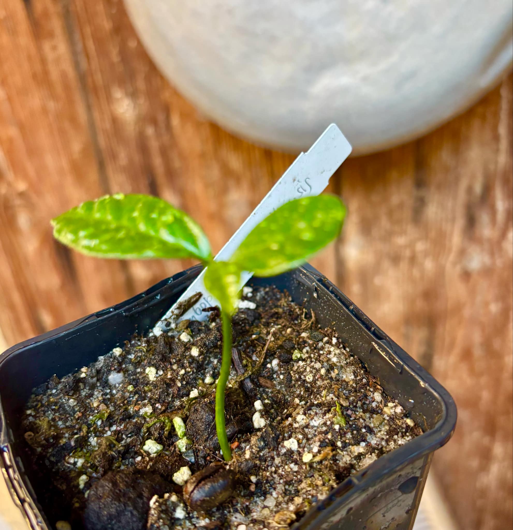 Cymbopetalum brasiliensis - 1 small potted seedling / 1 kleiner, getopfter Sämling