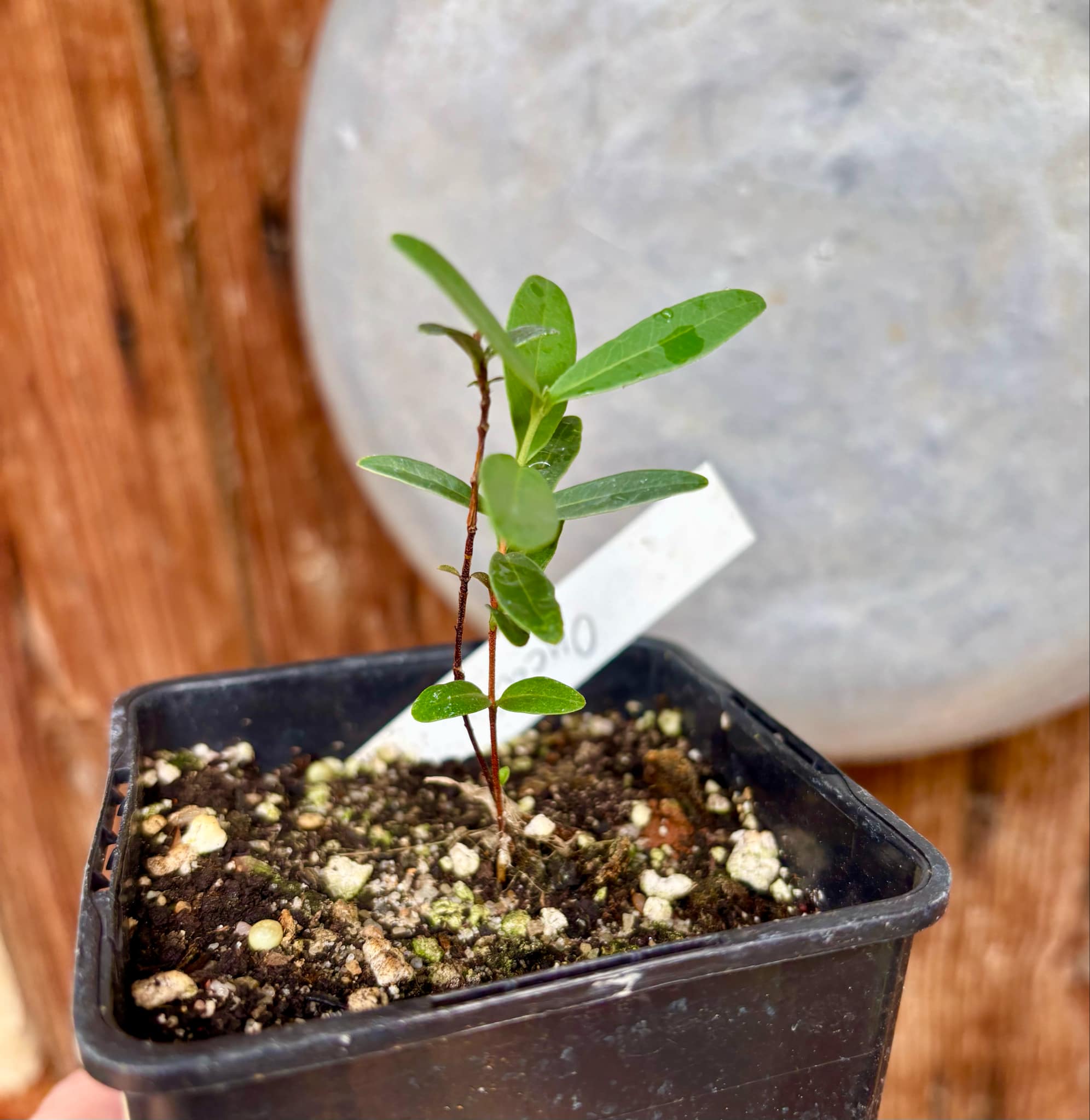 CEREJINHA DE JAGUARIÚNA - Eugenia punicifolia var. Oncas Doce - 1 potted plant / 1 getopfte Pflanze