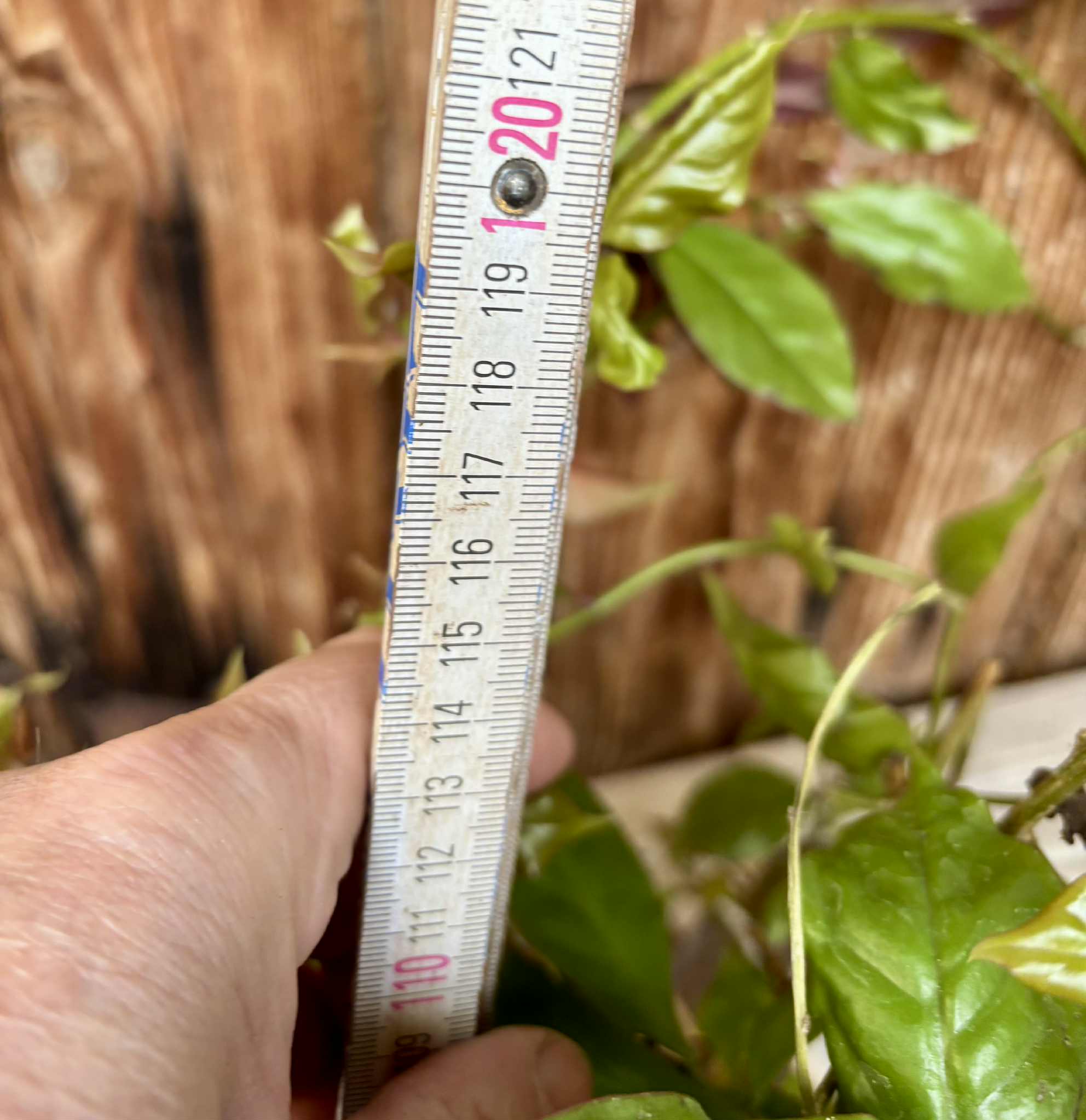 Barbados Gooseberry - Pereskia aculeata- 1 potted plant / 1 getopfte Pflanze