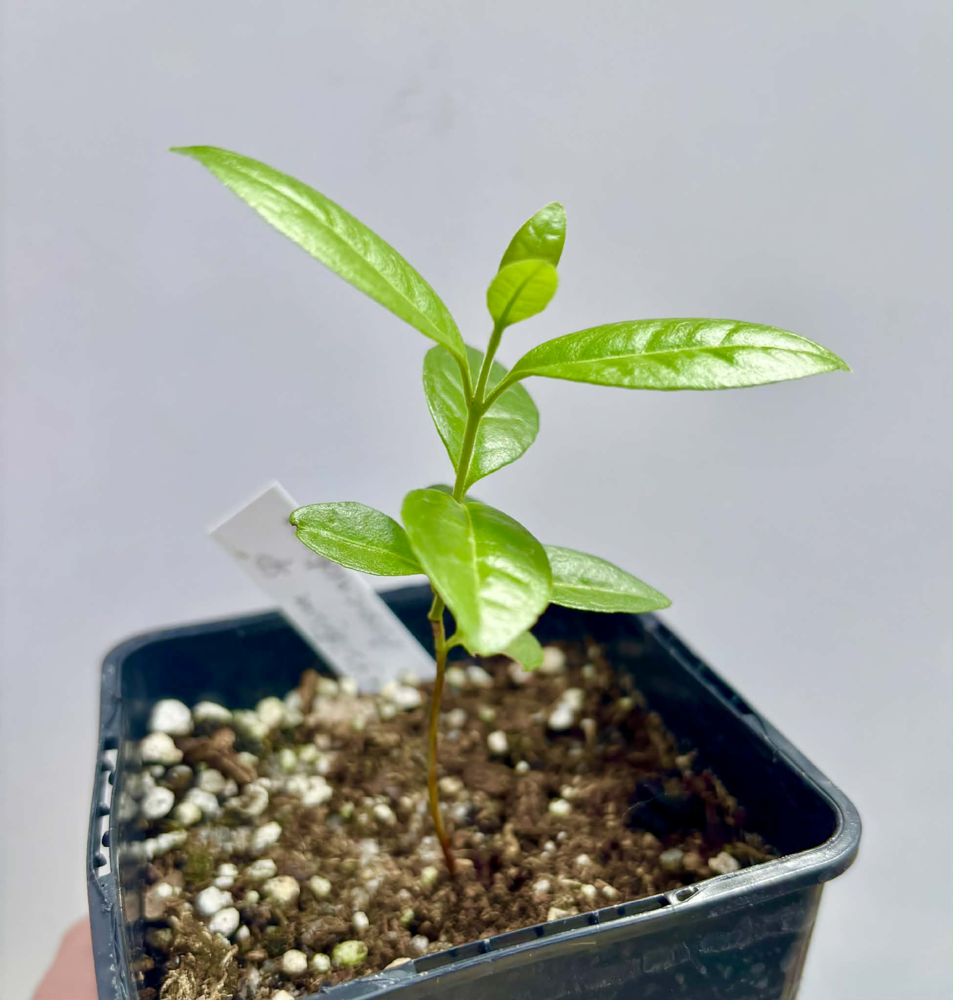 Psidium sp Anacardium -  1 potted seedling / 1 getopfter Sämling