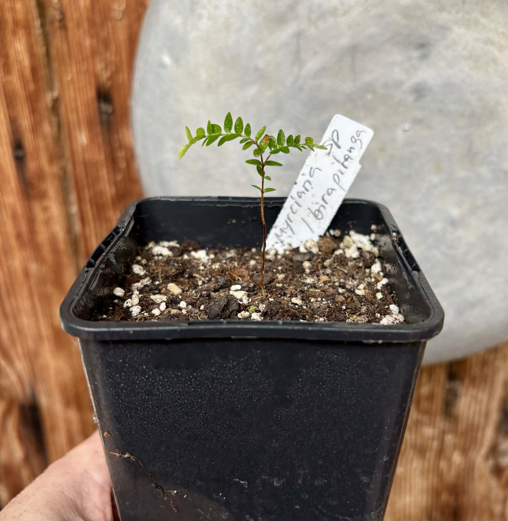 Myrciaria sp Ibirapitanga -  1 potted seedling / 1 getopfter Sämling