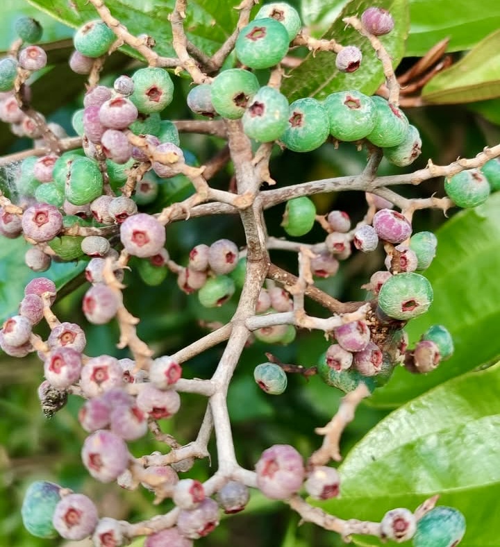 Canela de Velho (Miconia albicans) - 10 fresh seeds / 10 frische Samen