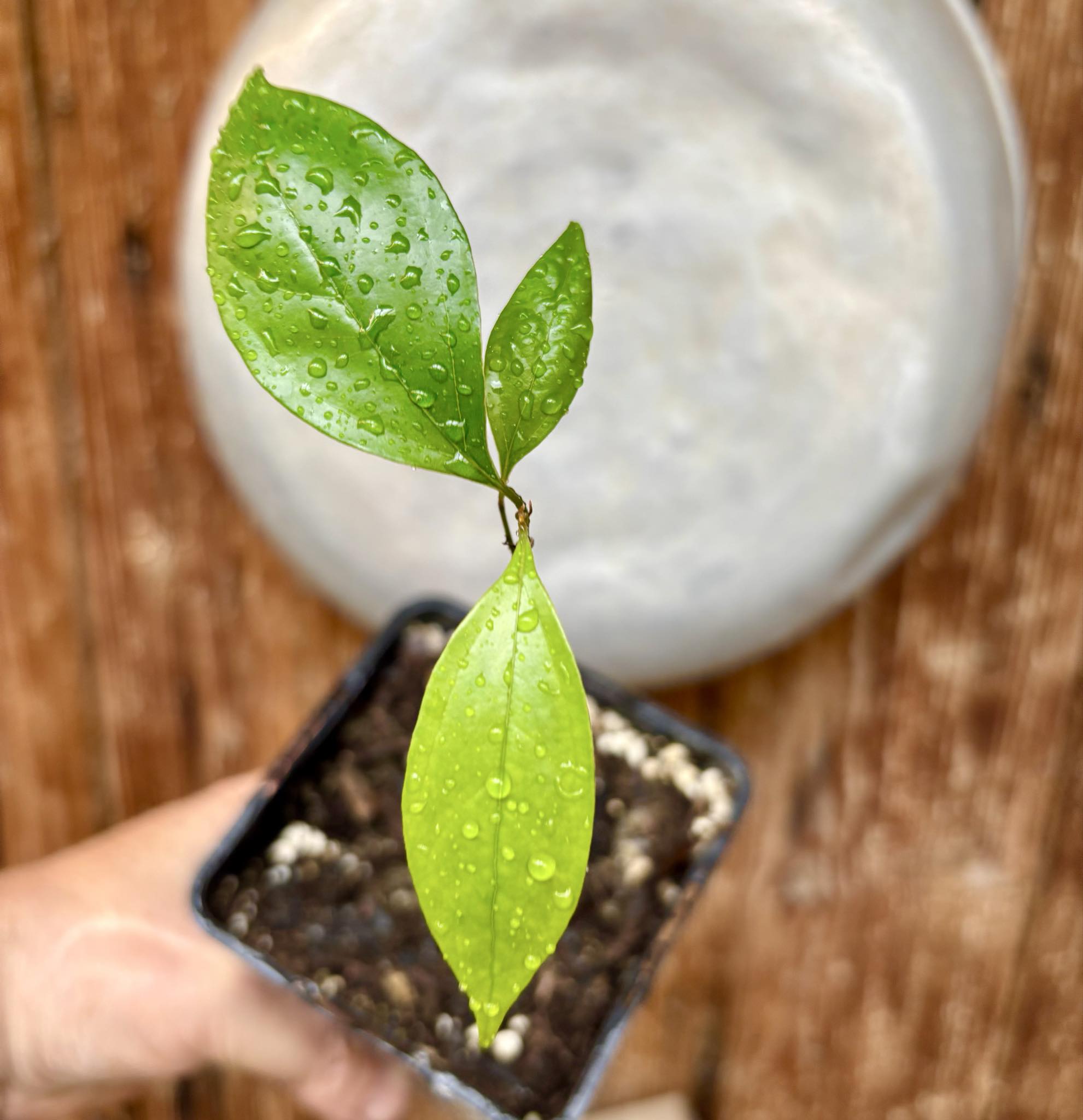 ZIMT - True Cinnamon (Cinnamomum verum) -  1 potted plant / 1 getopfte Pflanze 