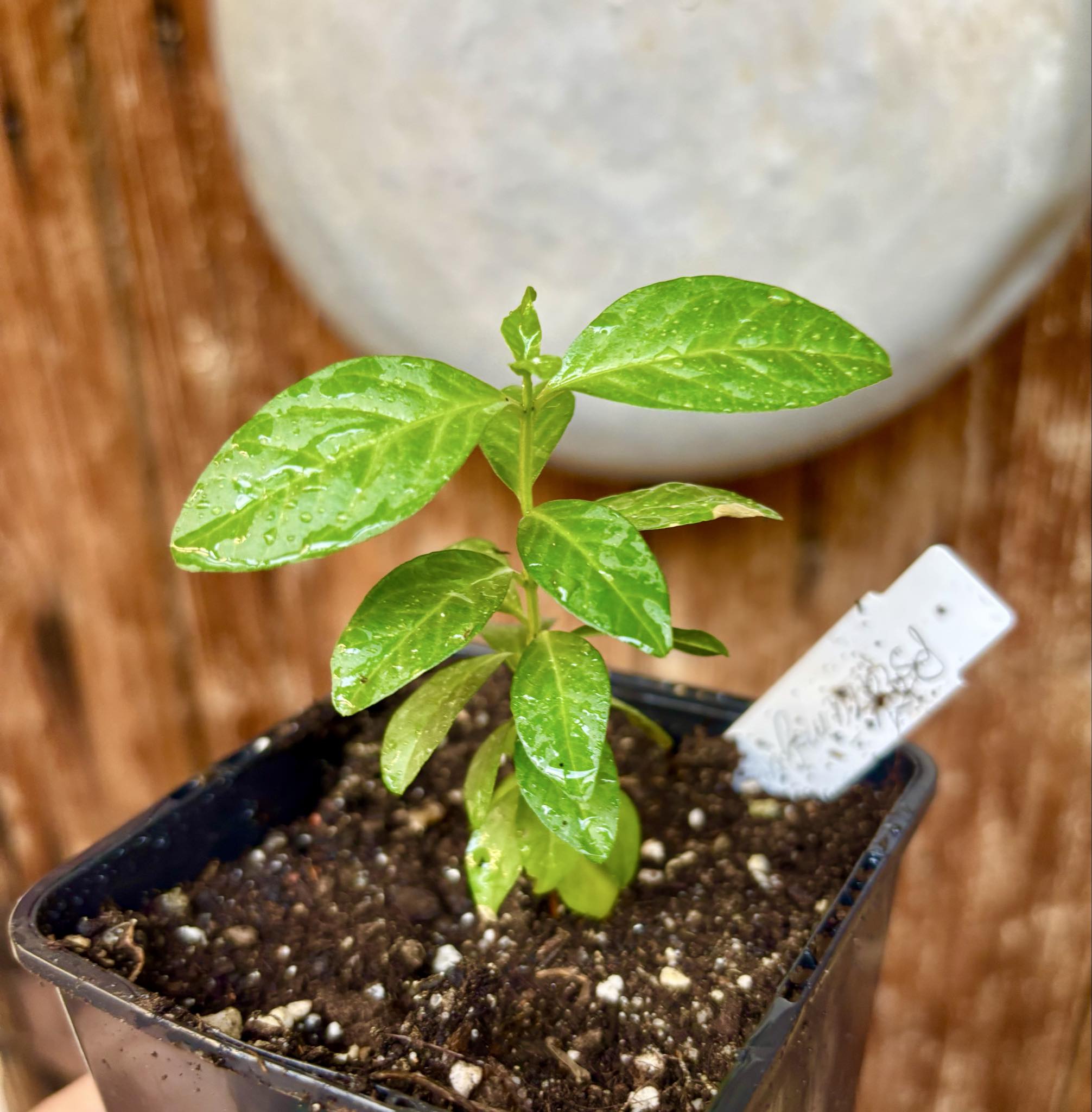 Psidium guajava - Peach - 1 potted plant / 1 getopfte Pflanze