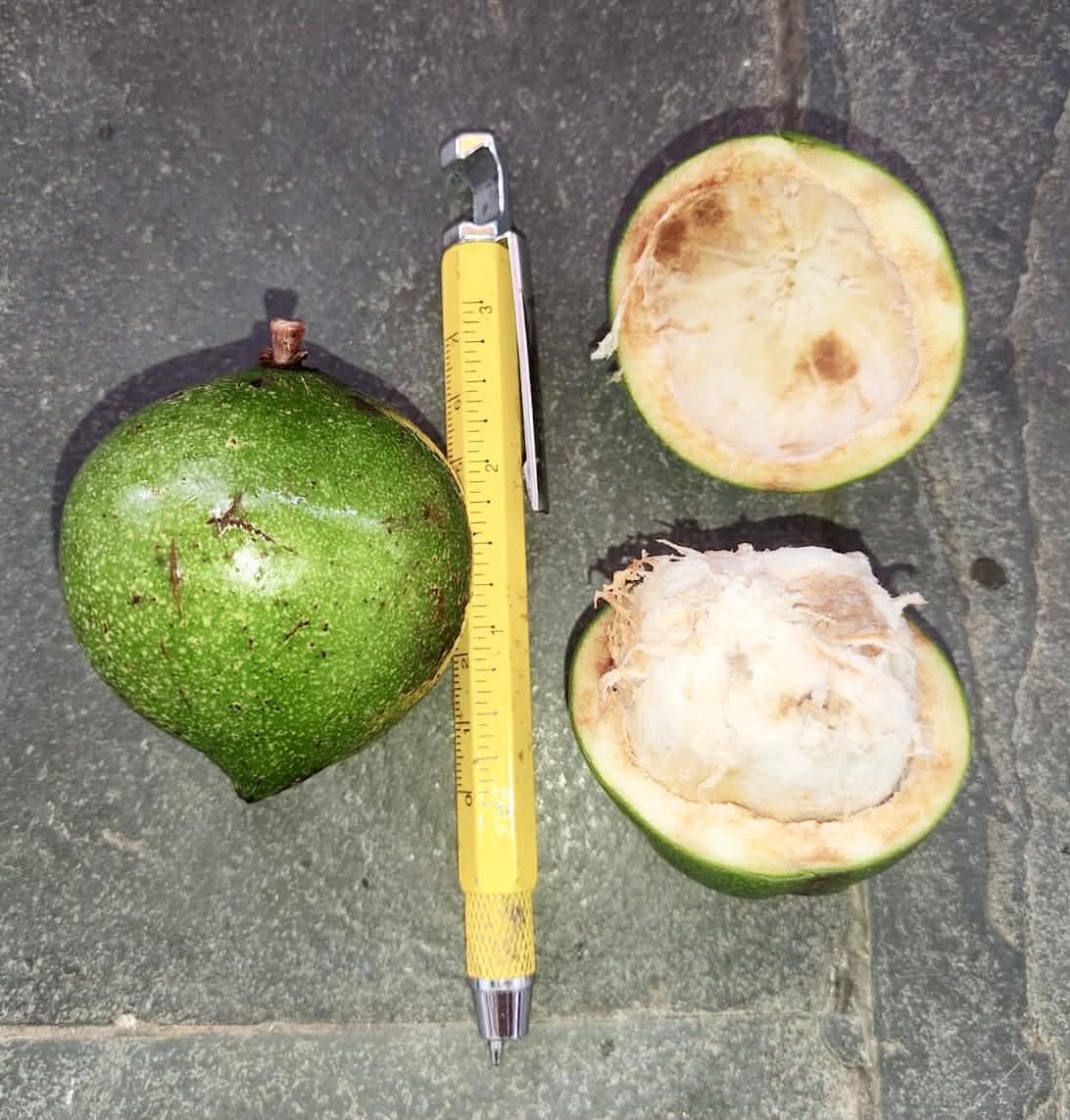 Pre Order - Garcinia bahiensis - 1 fresh seed / 1 frischer Samen