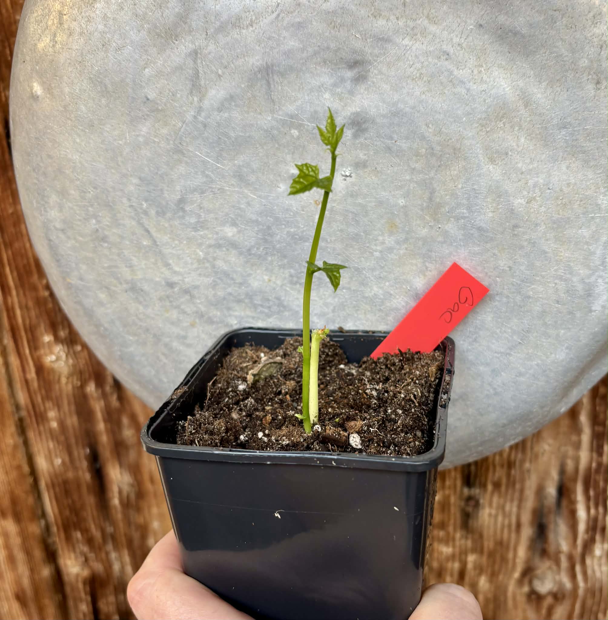 Momordica cochinchinensis - Gac fruit - 1 potted plant / 1 getopfte Pflanze