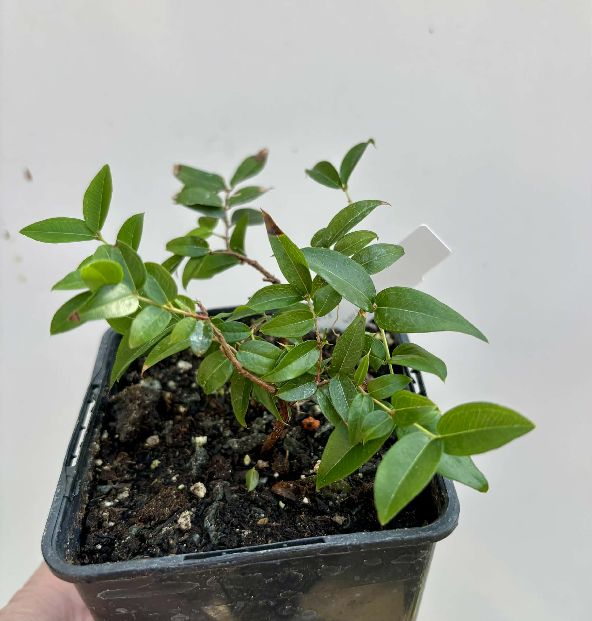 Jaboticaba - Plinia sp Canelinha Polpa rosea - 1 potted seedling / 1 getopfter Sämling