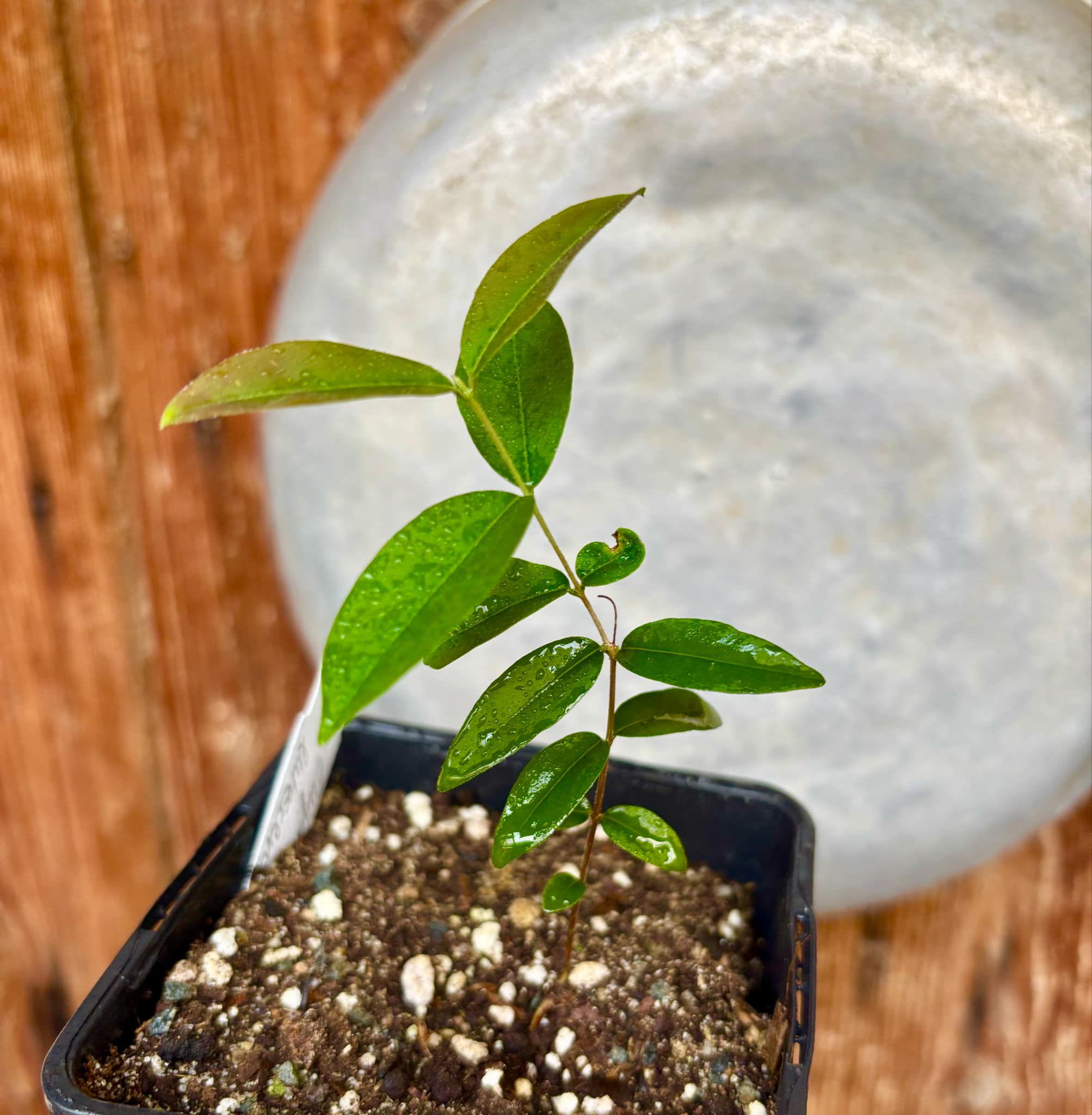 Uvaia do Campo - Eugenia lutescens -  1 small potted seedling / 1 kleiner, getopfter Sämling