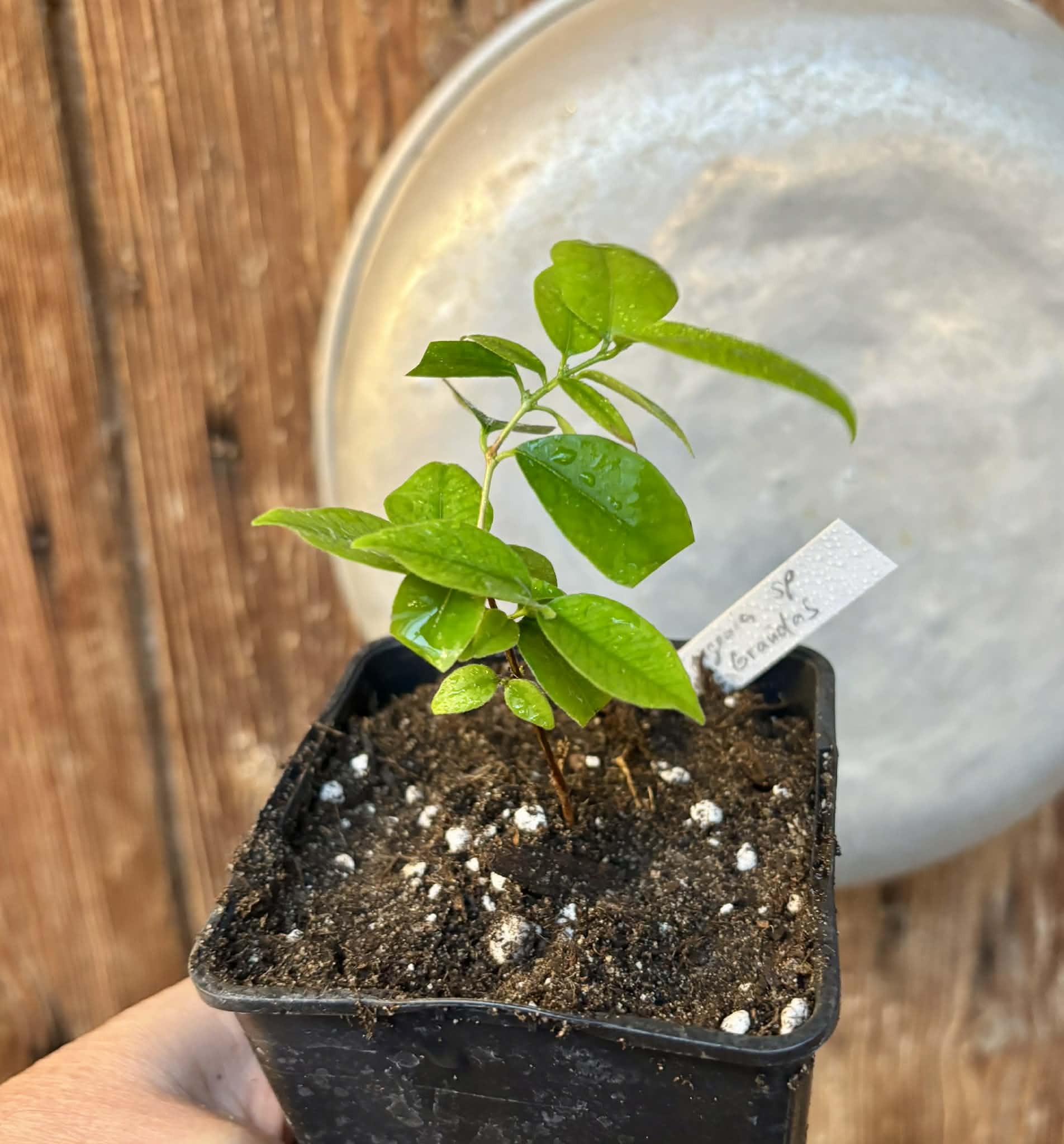 Eugenia sp Guajuba graudas -  1 potted seedling / 1 getopfter Sämling