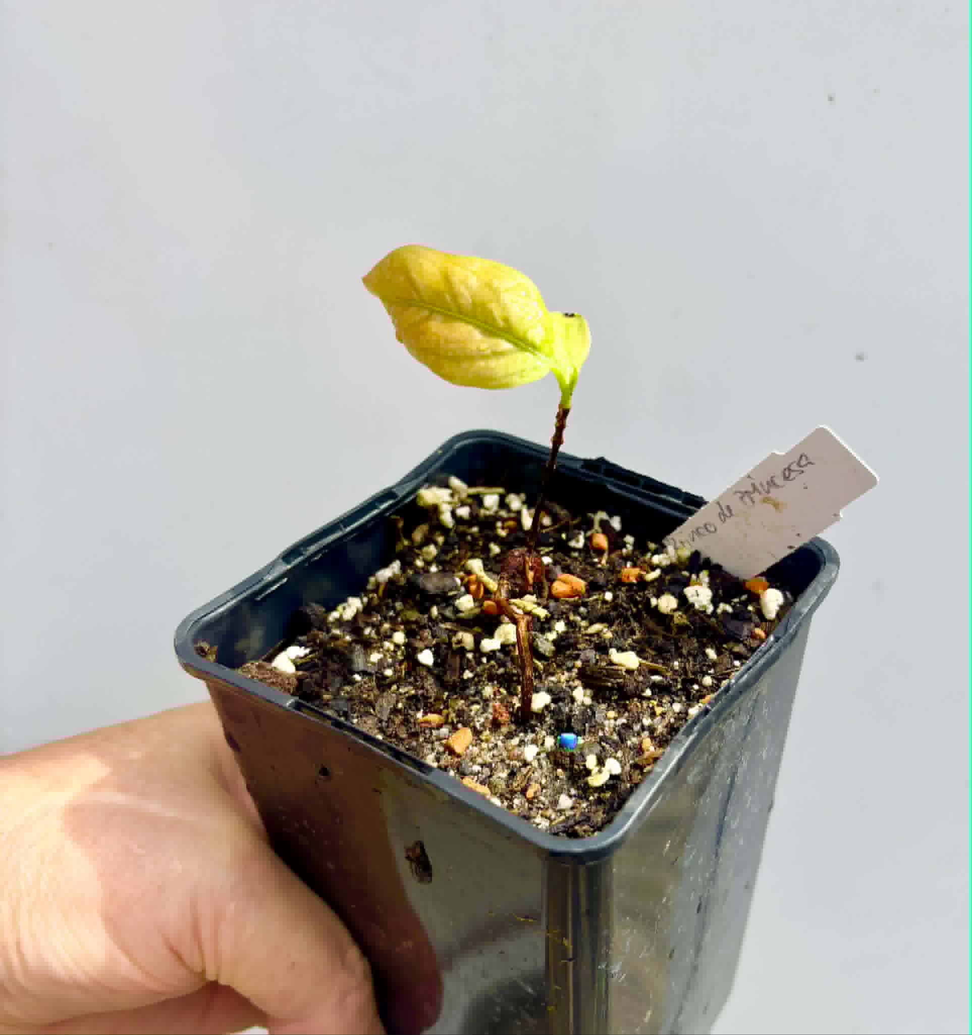 Cagaita var. "Brinco de Princesa" (Eugenia dysenterica) - 1 potted plant / 1 getopfte Pflanze