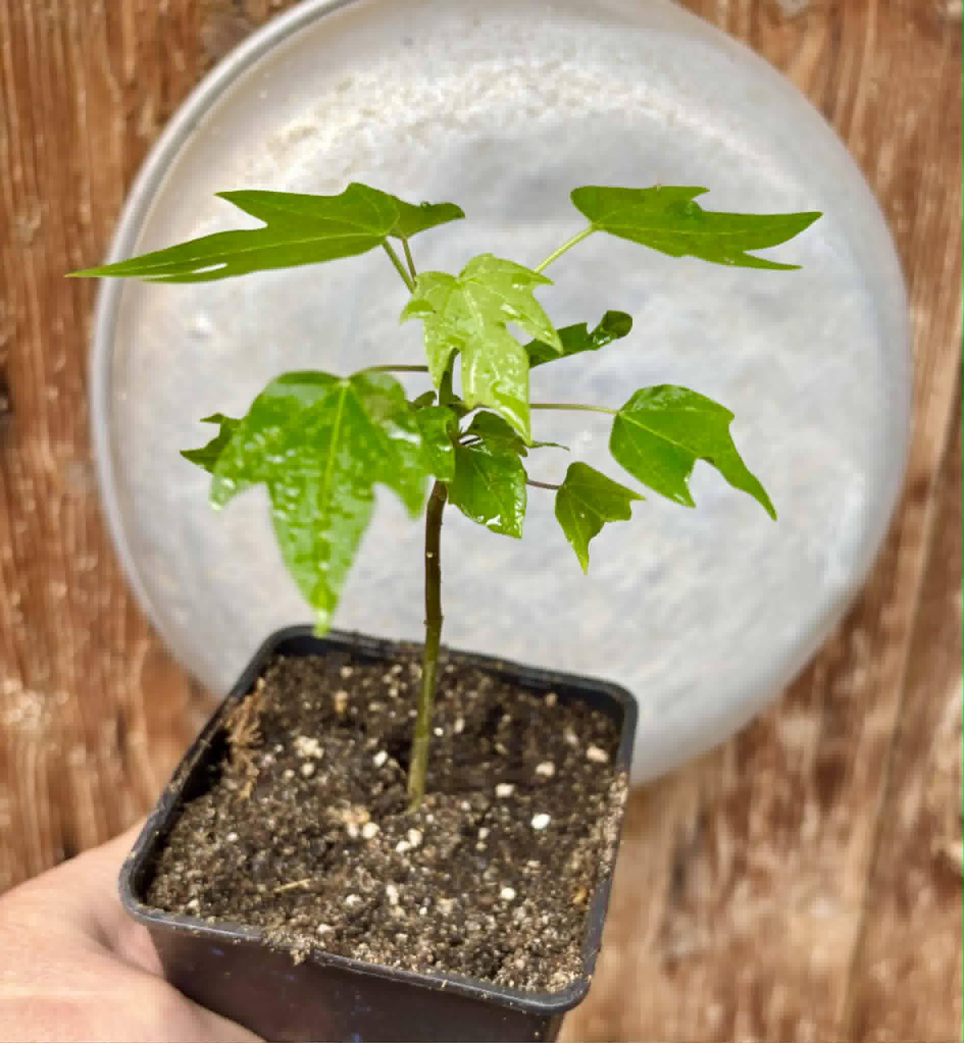 Red Holland Papaya (Carica papaya) - 1 small potted seedling / 1 kleiner, getopfter Sämling