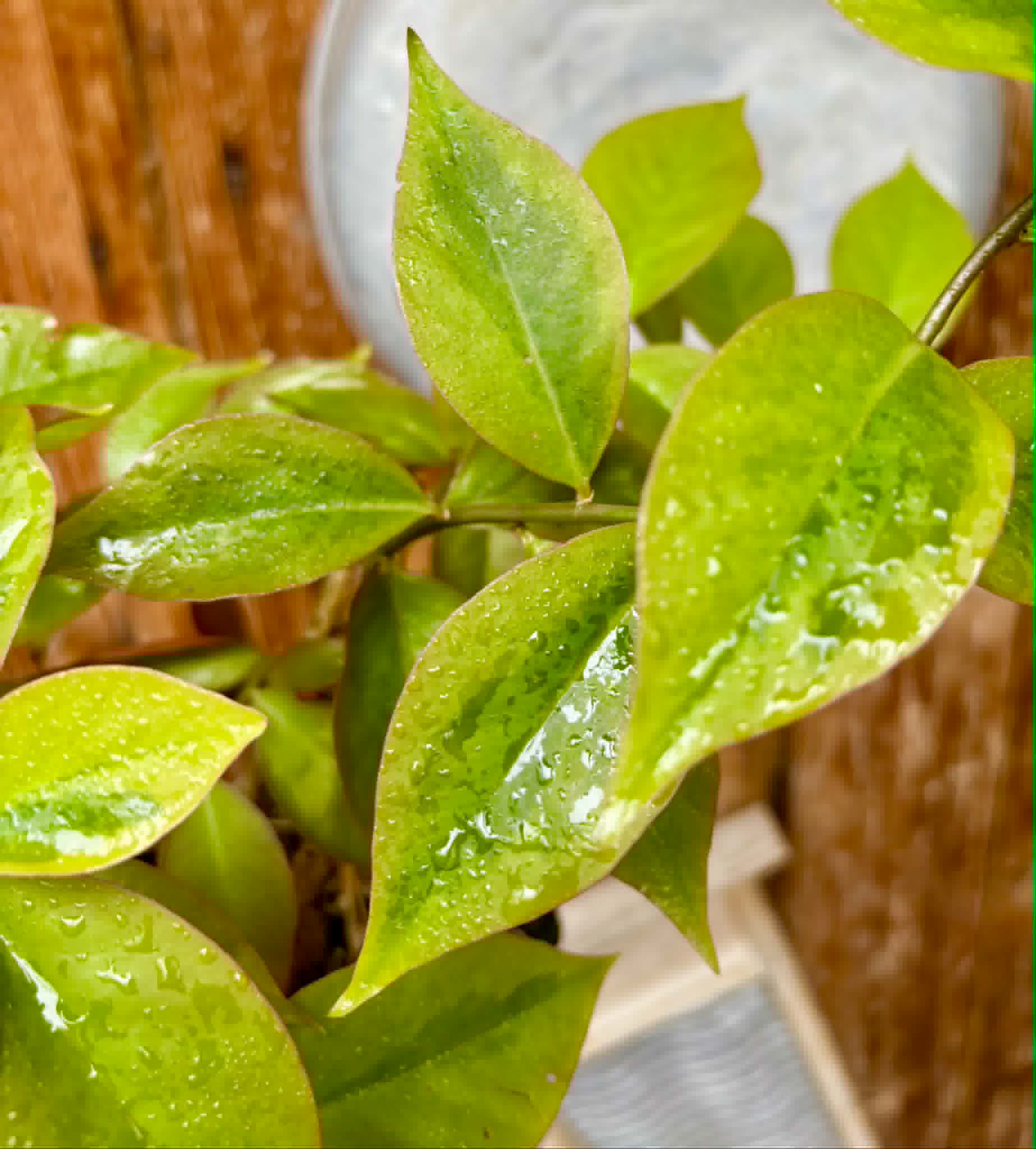 bigger plant - Variegata Barbados Gooseberry - (Pereskia aculeata) - 1 potted plant / 1 getopfte Pflanze