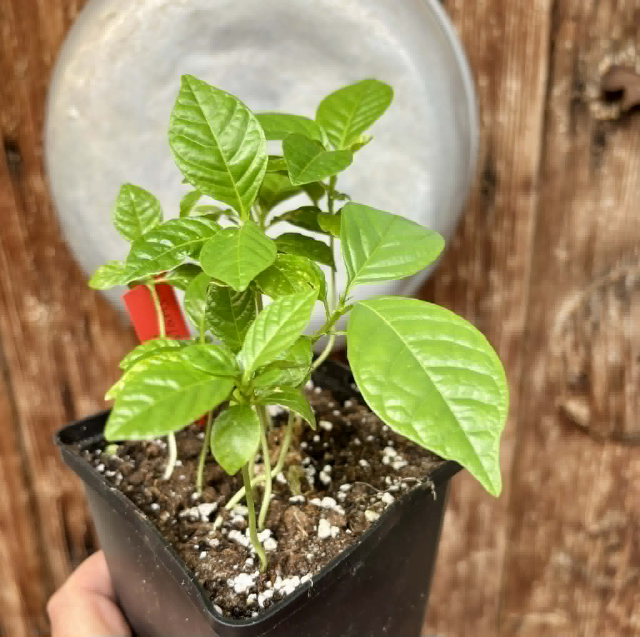 9 in 1 pot - Passiflora quadrangularis - 9 seedlings in one pot / 9 Sämlinge in einem Topf