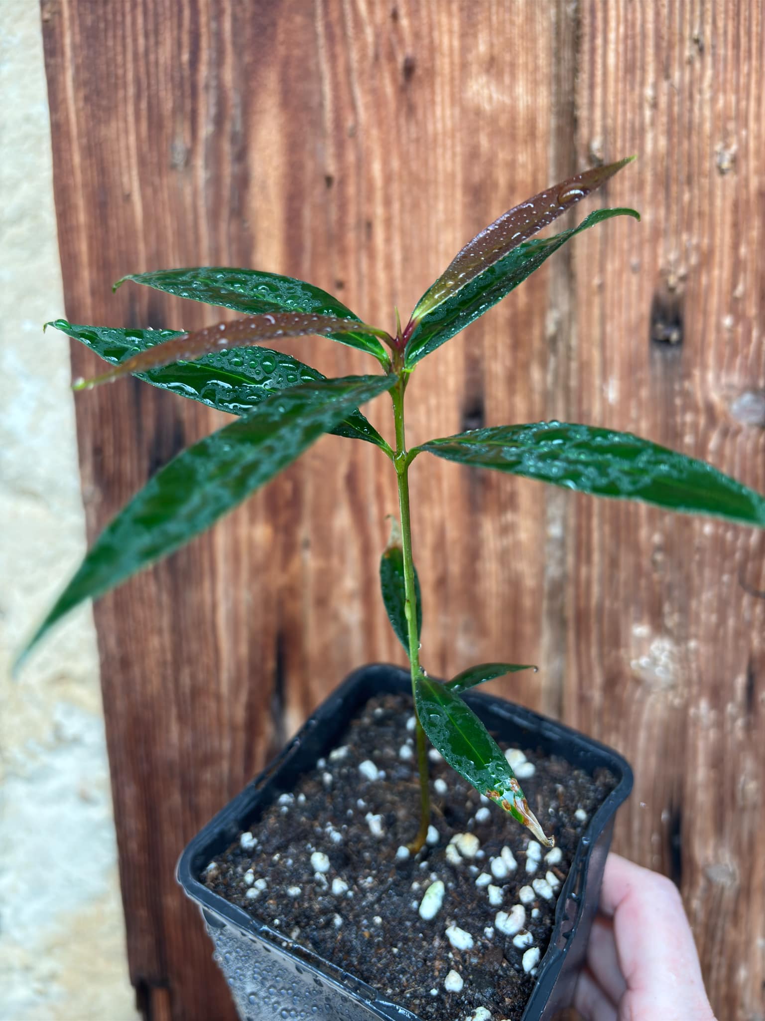 Eugenia sp Jambo da Mata -  1  potted seedling / 1 getopfter Sämling