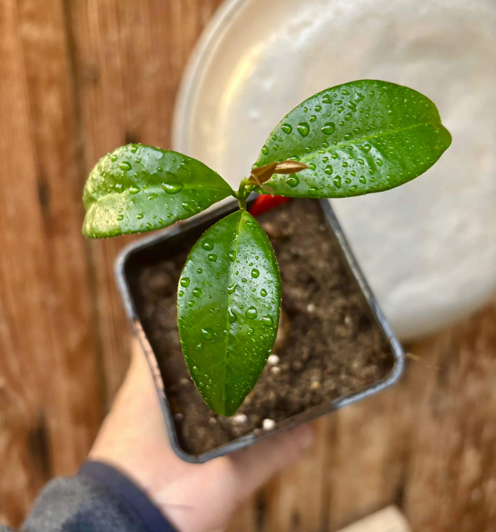 Eugenia sp Itayuba - 1 potted seedling / 1 getopfter Sämling