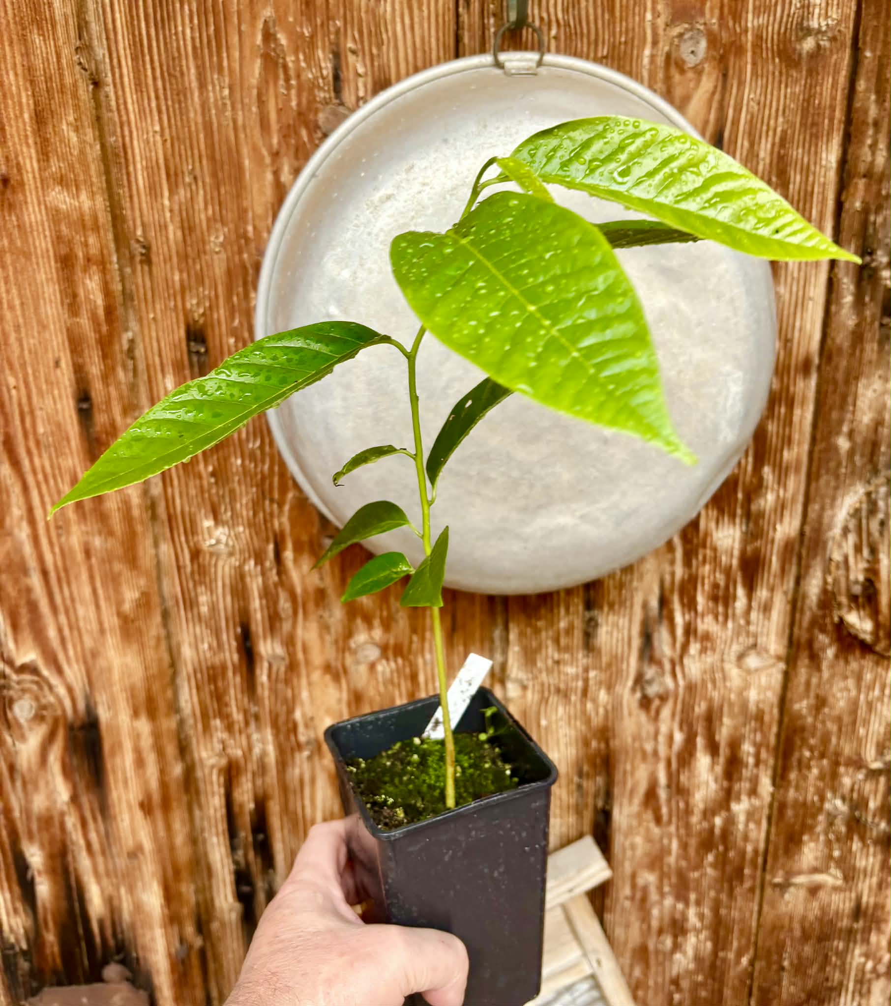 Annona reticulata var San Pablo - 1 potted plant / 1 getopfte Pflanze