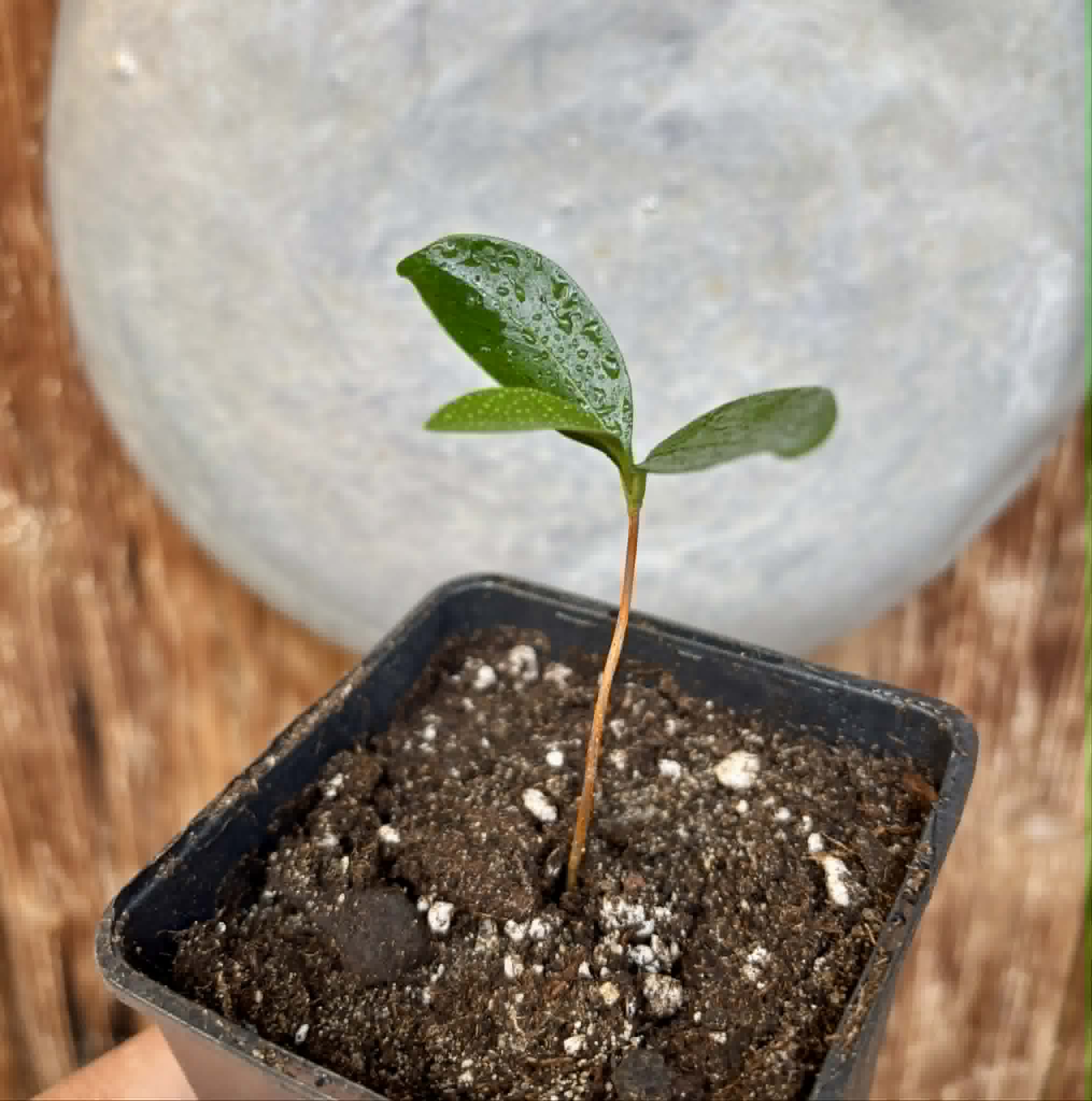 Aquai (Chrysophyllum gonocarpum var. BIG Itacare)  -  1 potted seedling / 1 getopfter Sämling