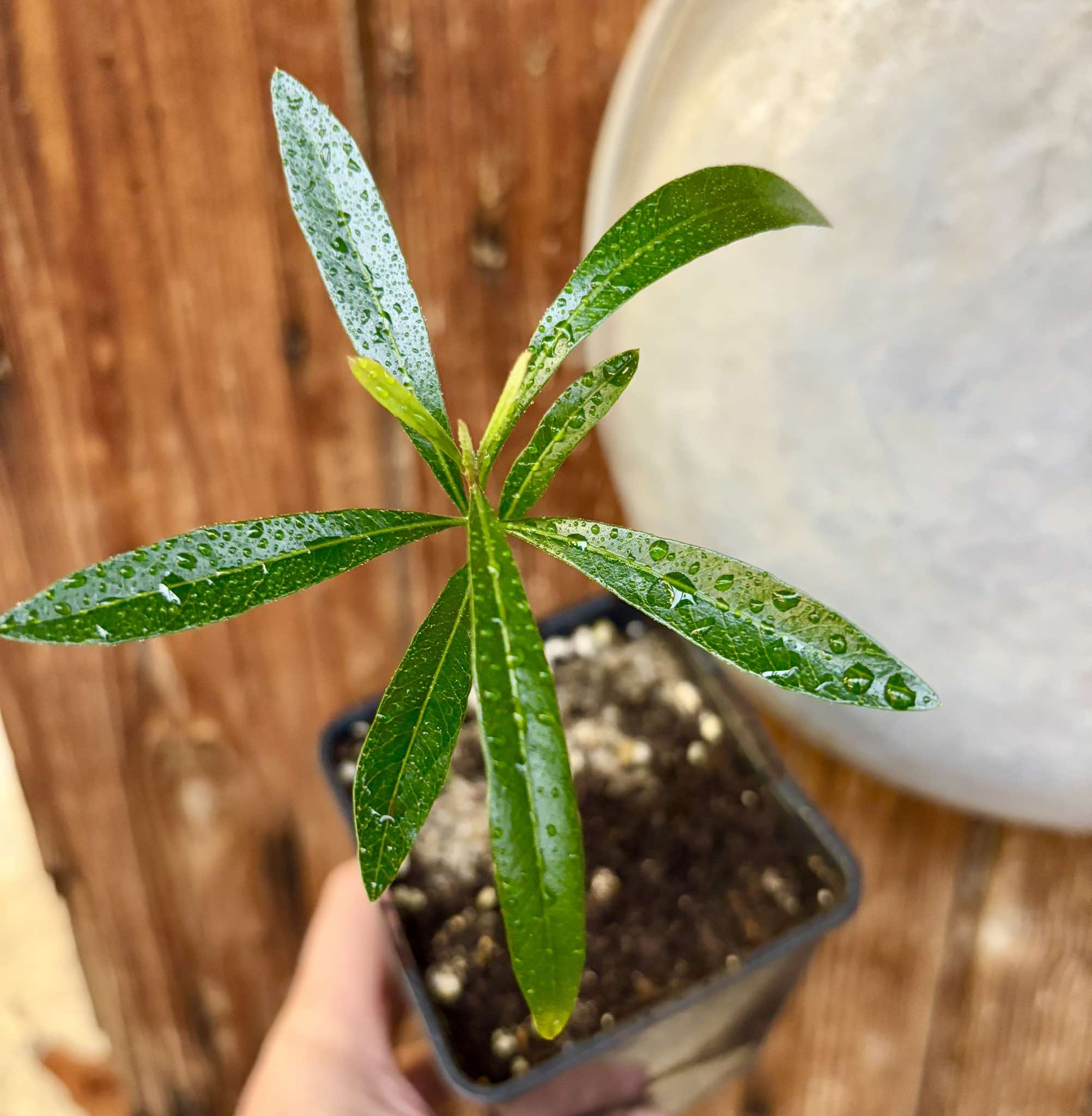 Pouteria salicifolia - 1 potted plant / 1 getopfte Pflanze