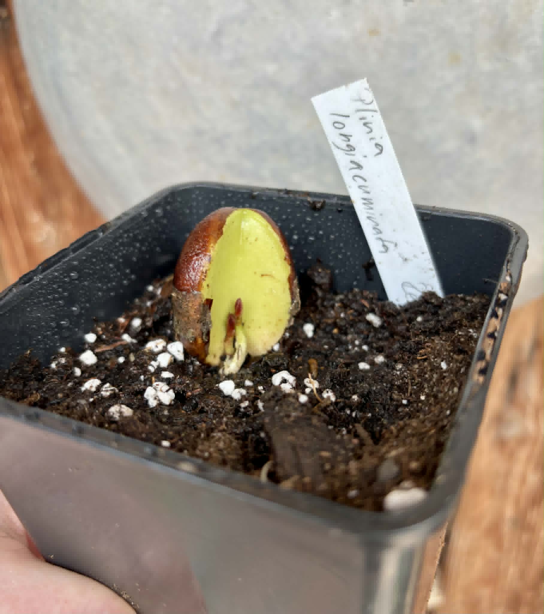 Plinia longiacuminata RED  -  1 potted seedling / 1 getopfter Sämling