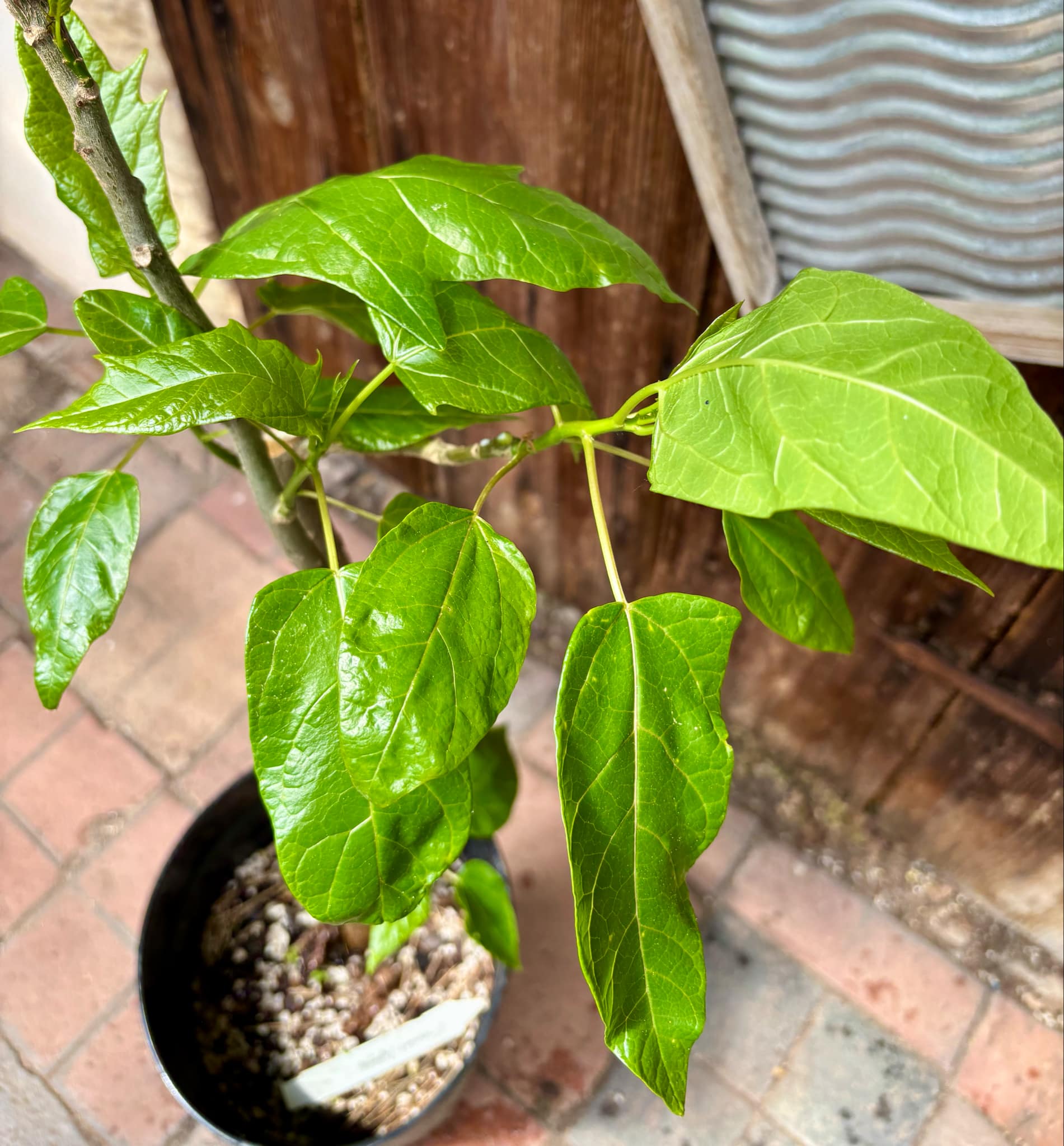 Oakleaf Papaya (Carica querzifolia) -  1 potted plant / 1 getopfte Pflanze