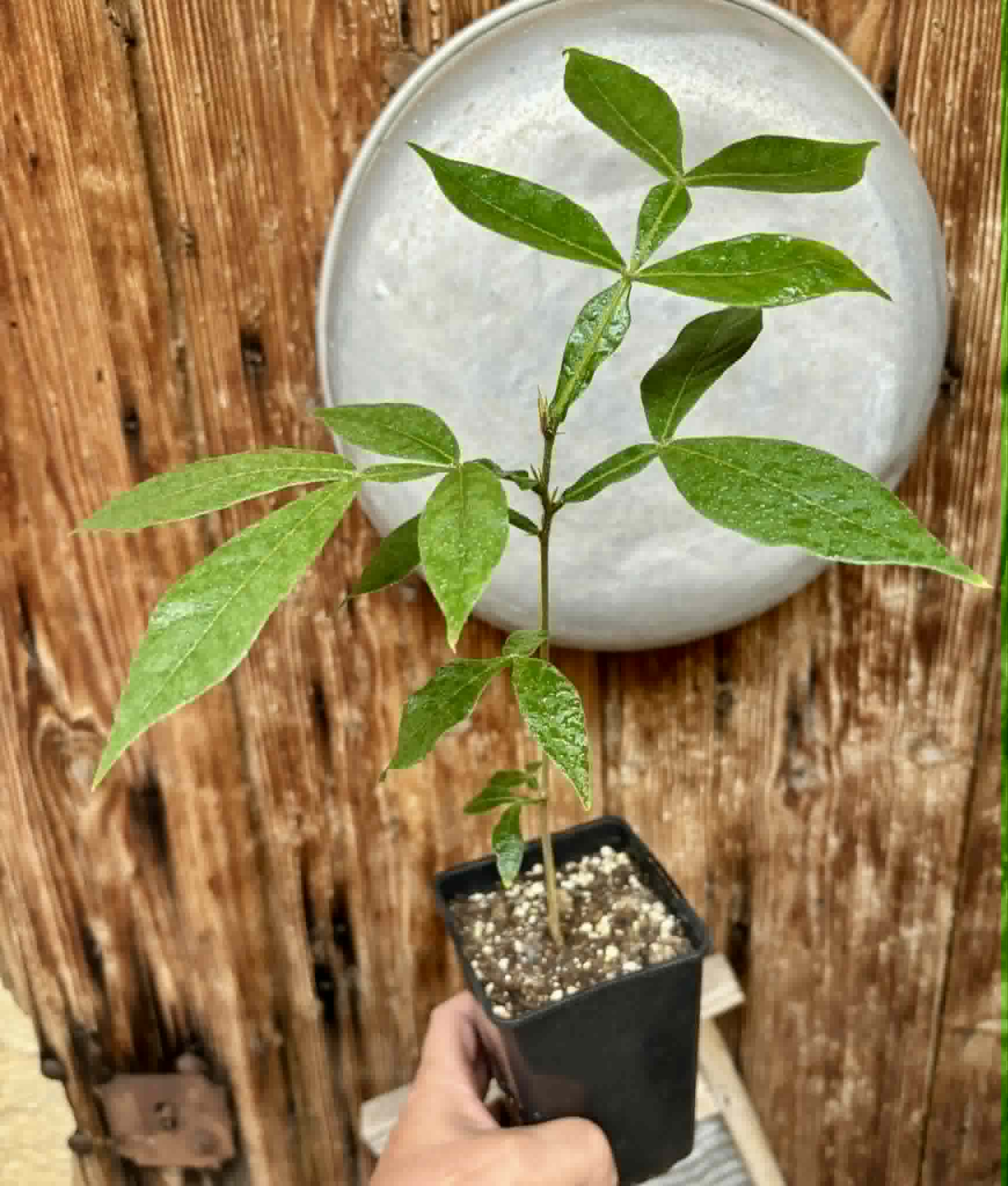 Inga vera  - 1 potted seedling / 1 getopfter Sämling
