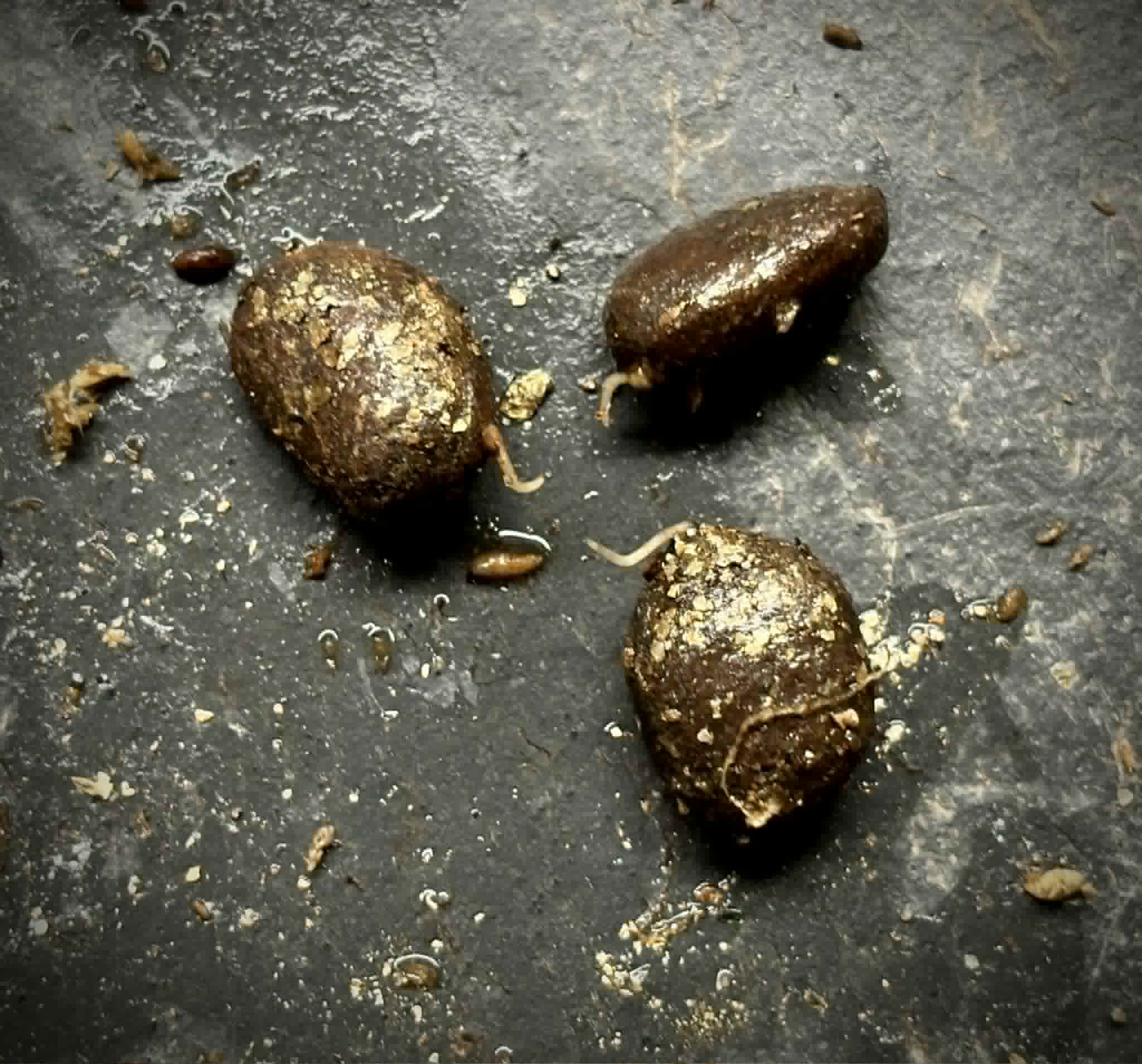 Sundrop (Eugenia victoriana) -  1 germinated seed / 1 gekeimter Samen
